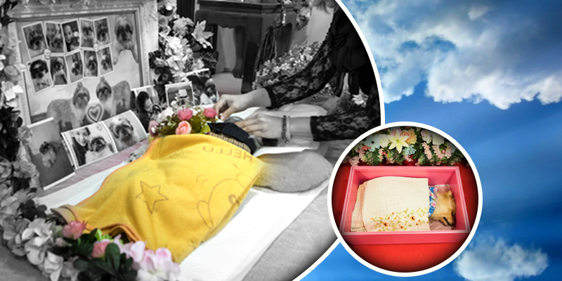 Organizing a funeral for your dog