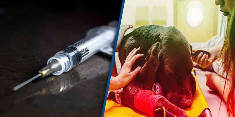 What Pet Owners Should Know About Euthanasia