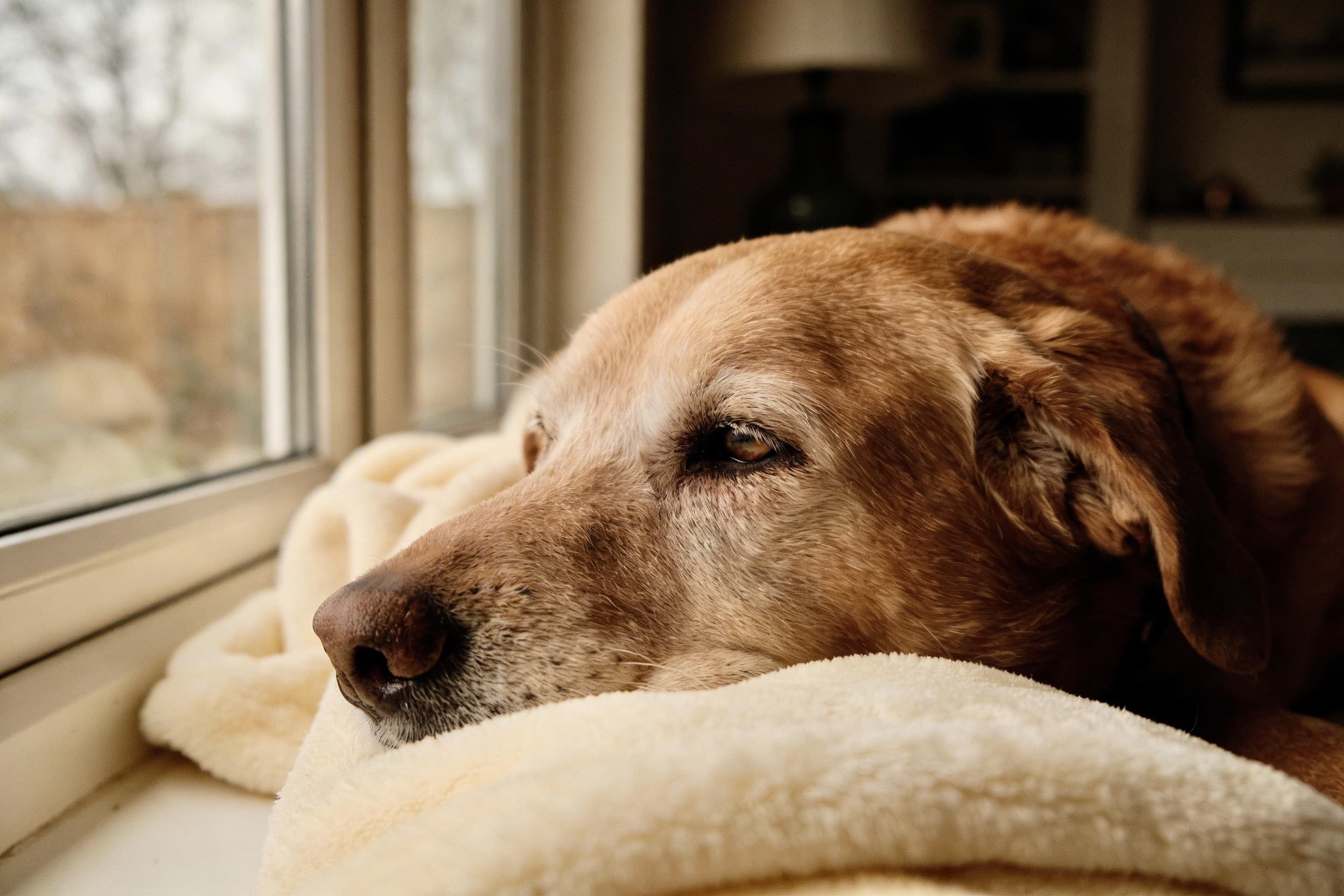 An elderly dog lying on a soft blanket near a window with gentle afternoon light, looking peaceful but tired