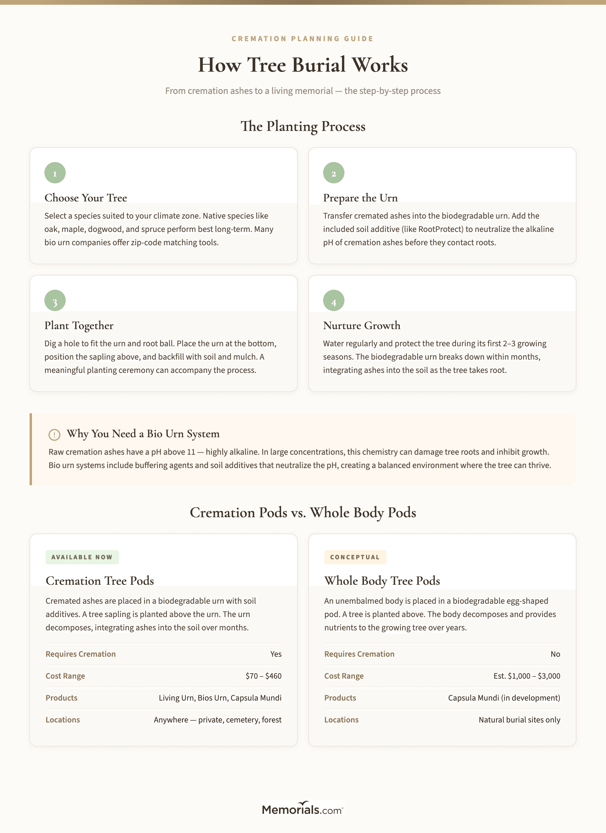 Step-by-step visual showing the tree burial process from urn selection through planting and growth, plus comparison of cremation pod vs whole body pod options