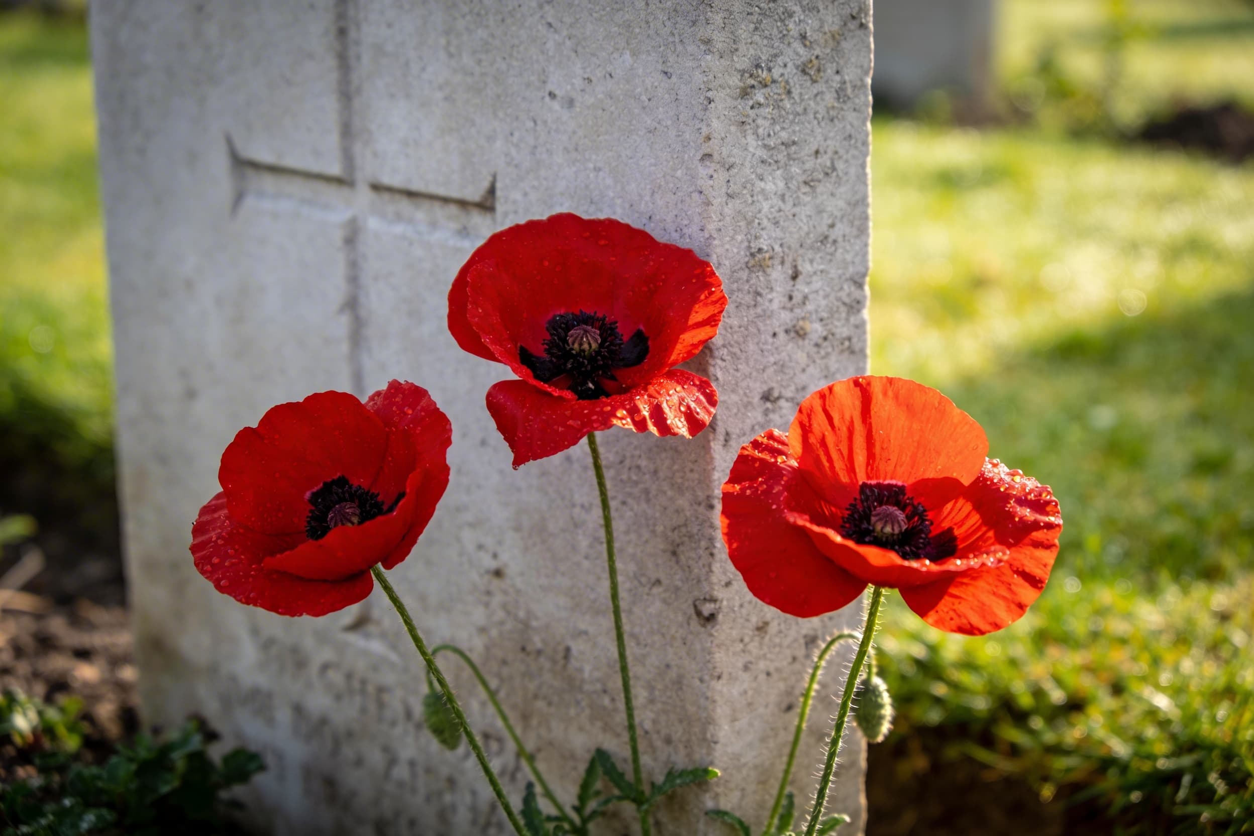 Three red poppies growing at the base of a weathered gray stone memorial in a peaceful green cemetery