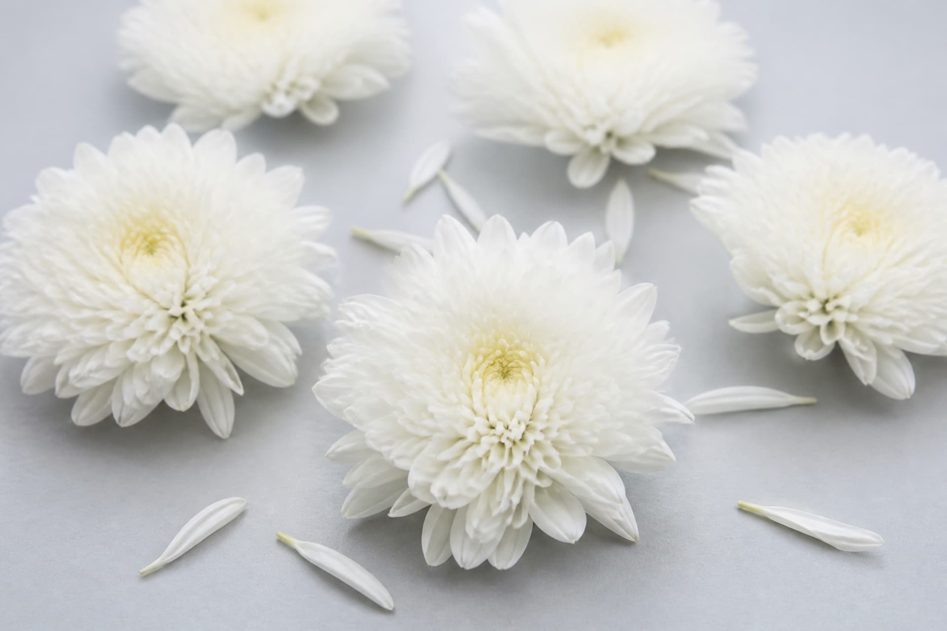 White chrysanthemum blooms arranged loosely on a plain pale surface