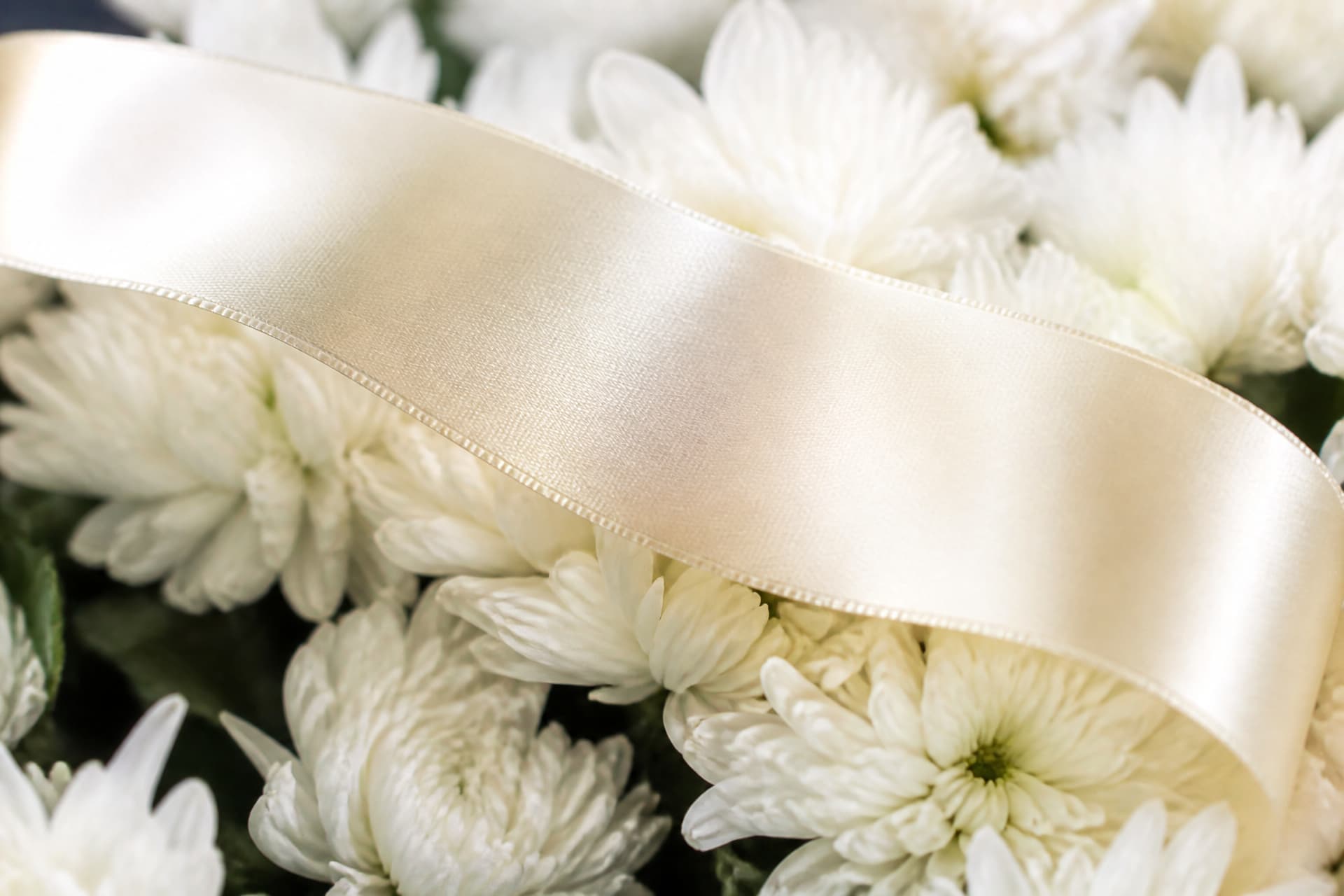 A close view of a wide white satin ribbon lying across white chrysanthemums, the ribbon blank, in soft daylight