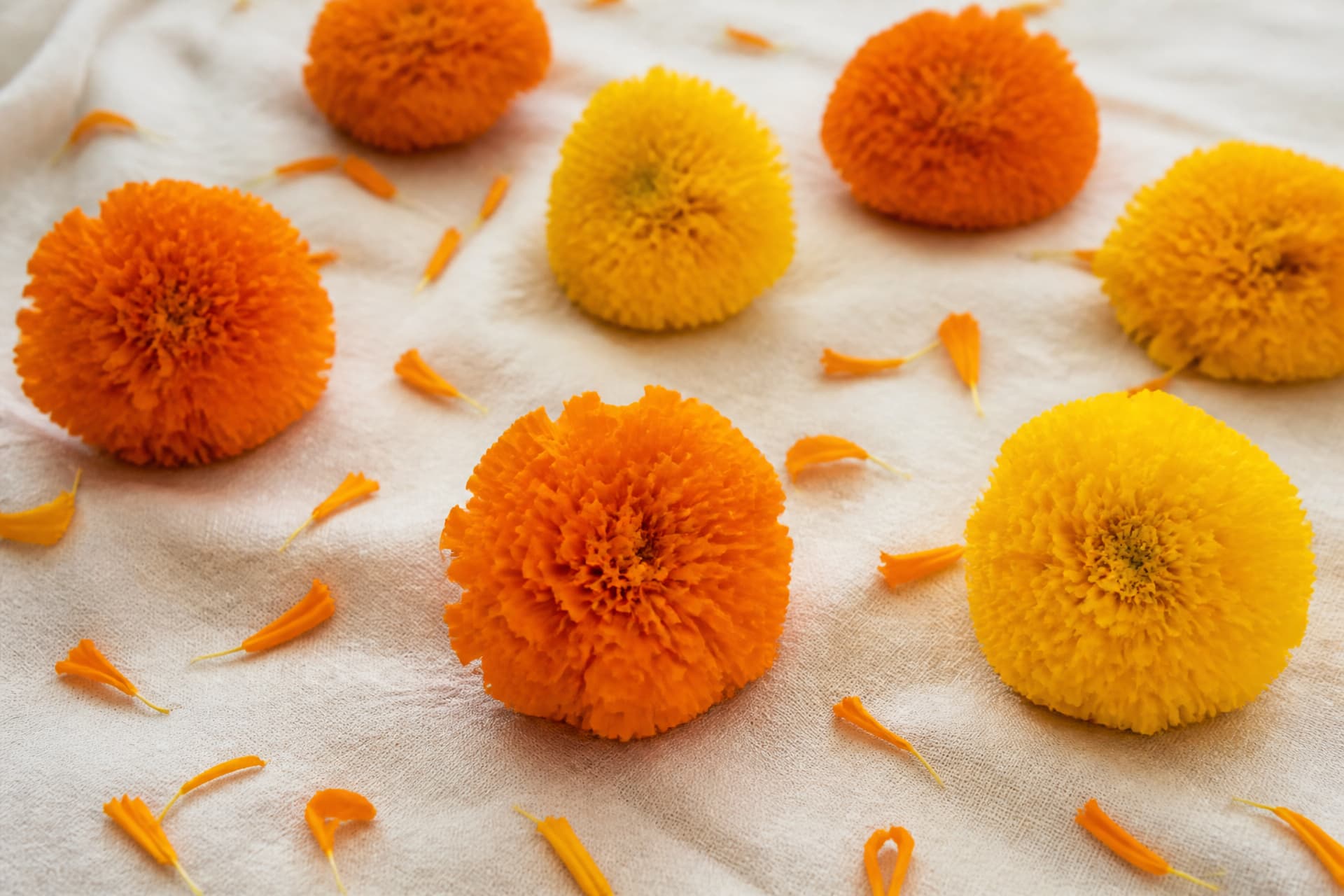 Loose marigold flowers and scattered orange petals resting on a plain pale cloth