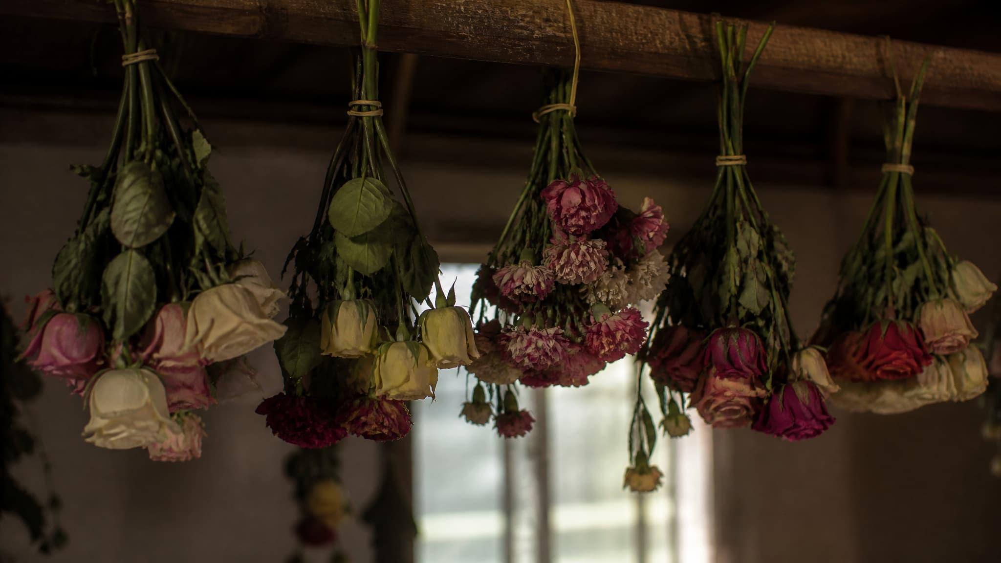 Five bunches of roses and carnations hanging upside down from a wooden beam to dry, tied with elastic bands, a window softly lit behind them