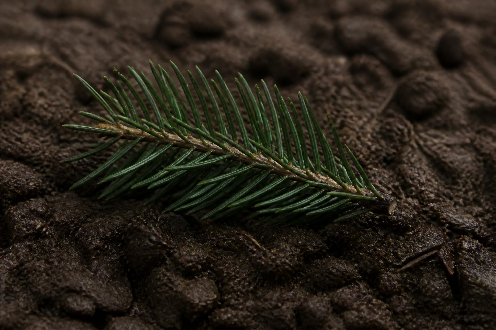 A sprig of evergreen laid on freshly turned earth at the edge of a grave, close crop under soft overcast light