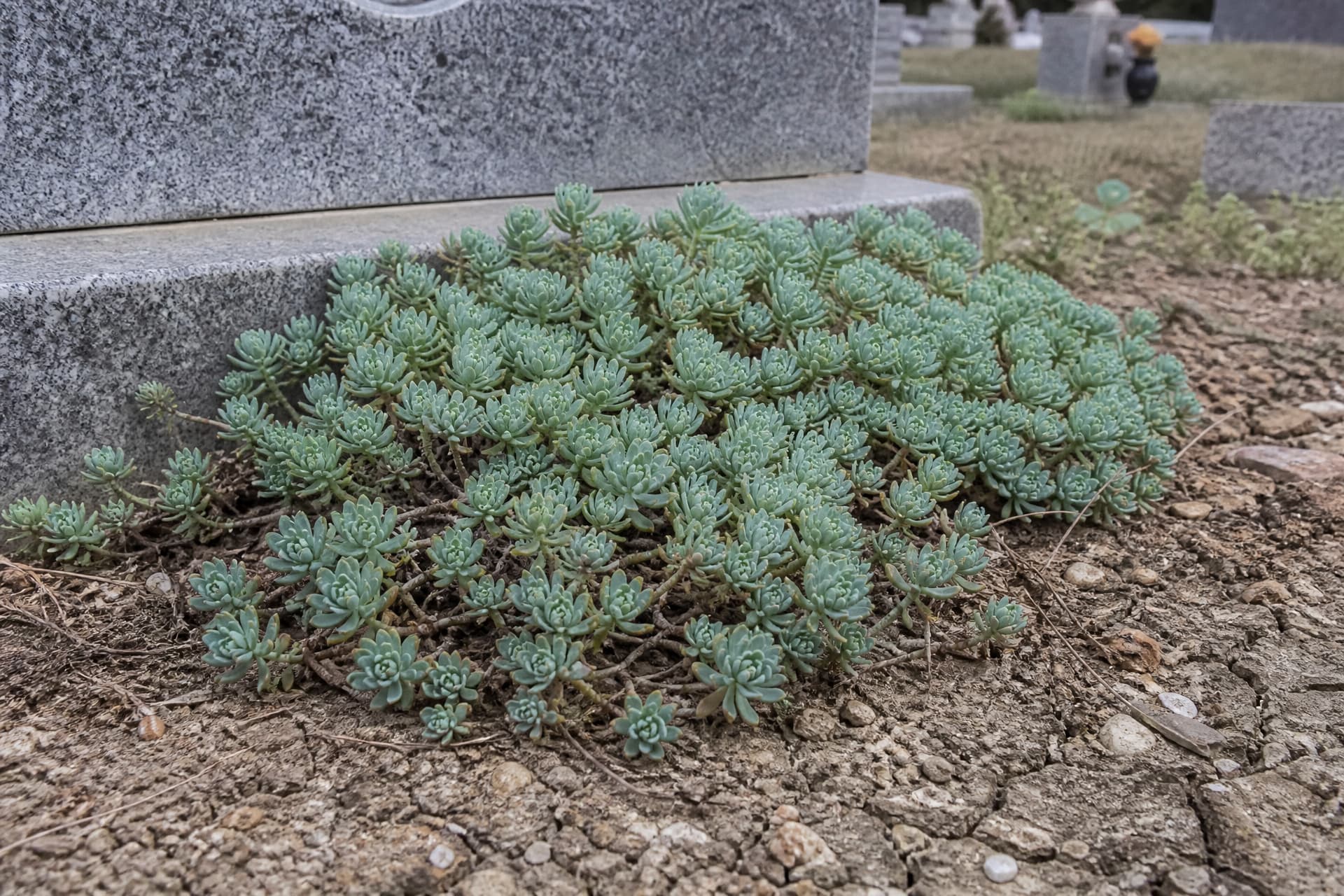 A dense blue-green cushion of sedum stonecrop growing in poor stony soil beside the granite base of a headstone, its fleshy rosettes healthy despite dry cracked earth between the stems