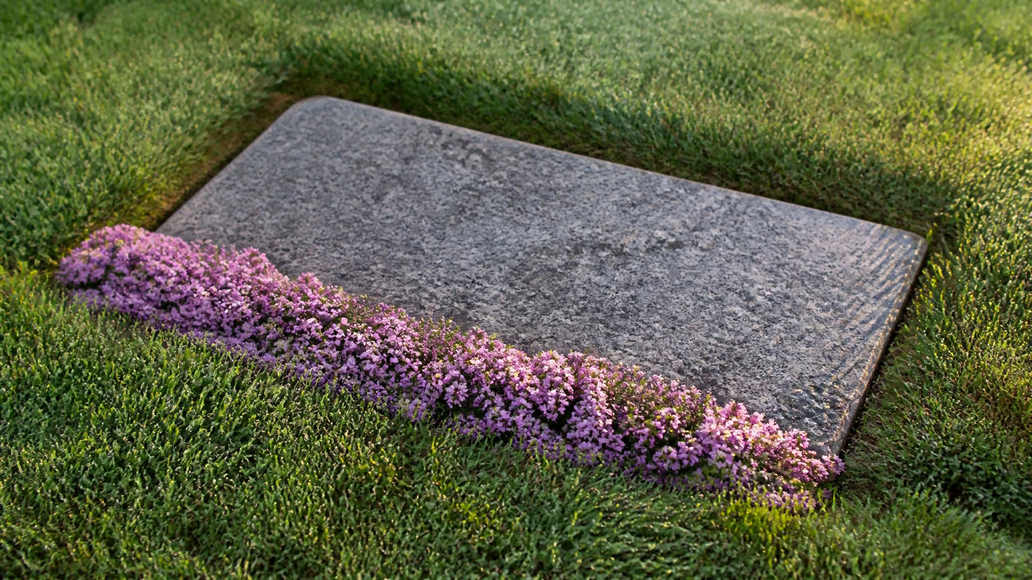 A flat granite grave marker set in mown cemetery grass with a low spreading mat of pale pink creeping thyme growing in a neat band along one edge of it, photographed from above in soft morning light