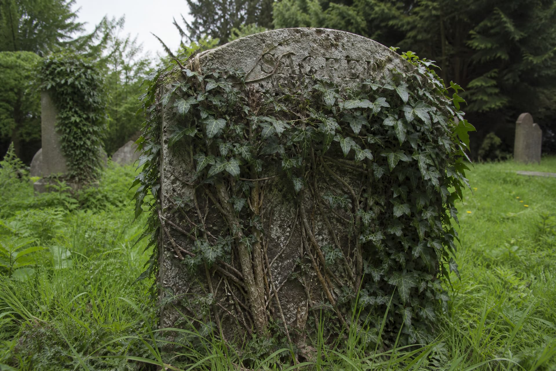 An old granite headstone in a churchyard overwhelmed by ivy, thick woody stems climbing the face and aerial roots gripping the surface so that leaves cover most of the inscription