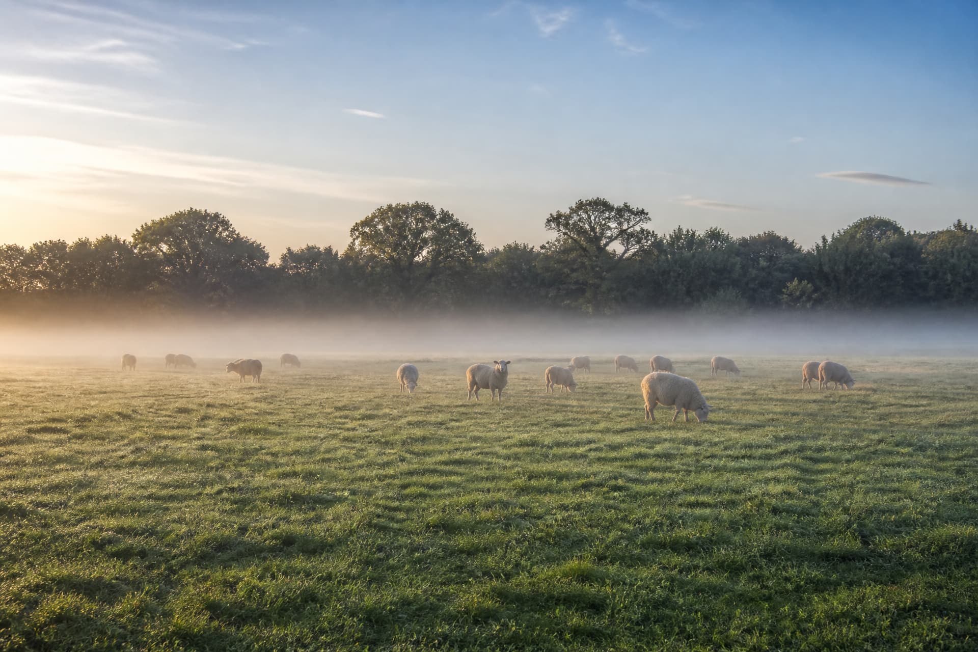 A field at first light with sheep grazing in the distance and low mist across the grass