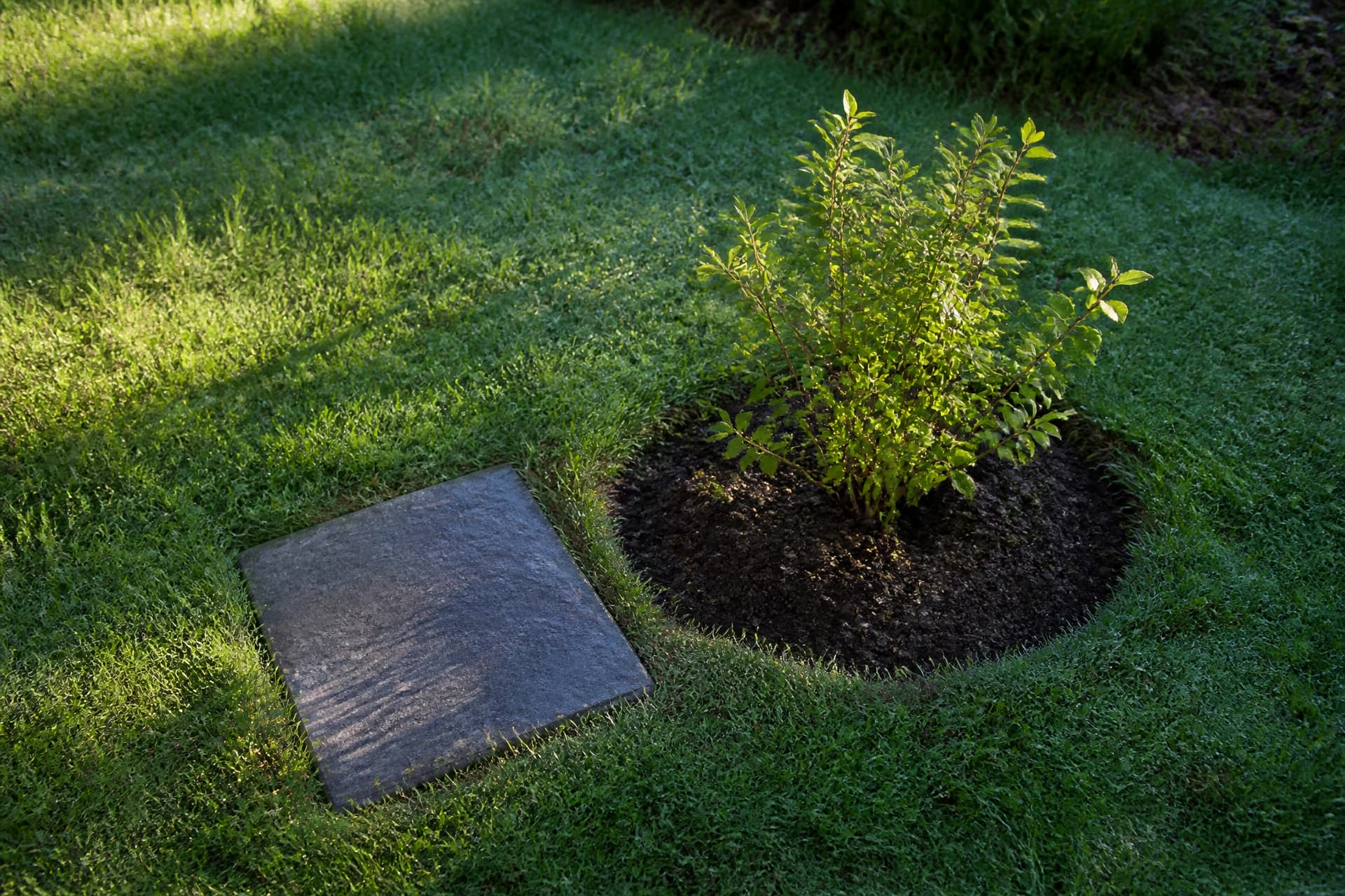 A small garden grave with a plain grey stone marker beside a newly planted shrub