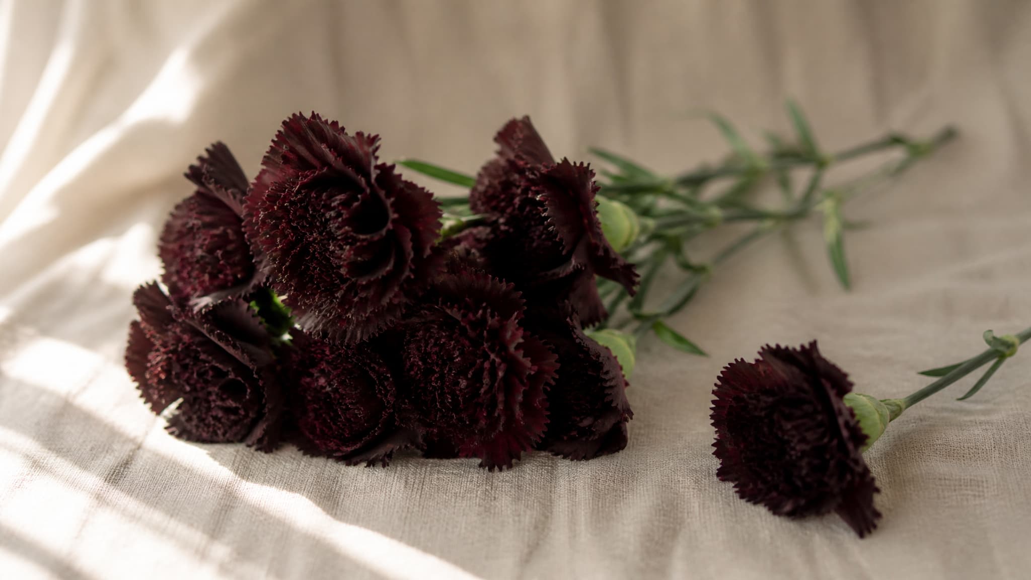 A loose bunch of very dark burgundy carnations lying on pale linen in soft window light, one stem set slightly apart from the rest