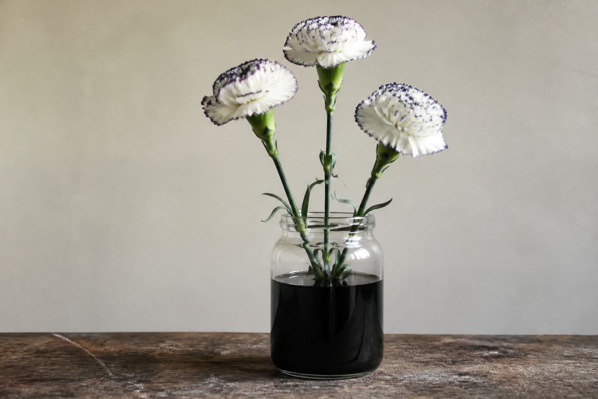 Three white carnation stems standing in a clear glass jar of dark ink-colored water on a wooden bench, the petal edges just beginning to take up color