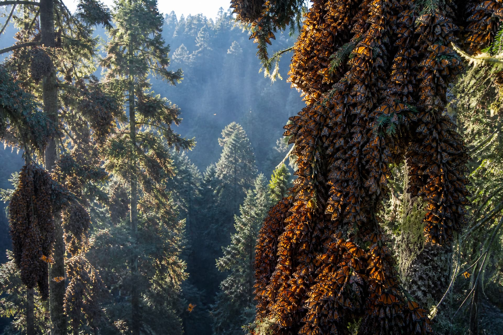 Clusters of monarch butterflies covering the boughs of oyamel fir trees in a high mountain forest, shafts of morning sun through the canopy
