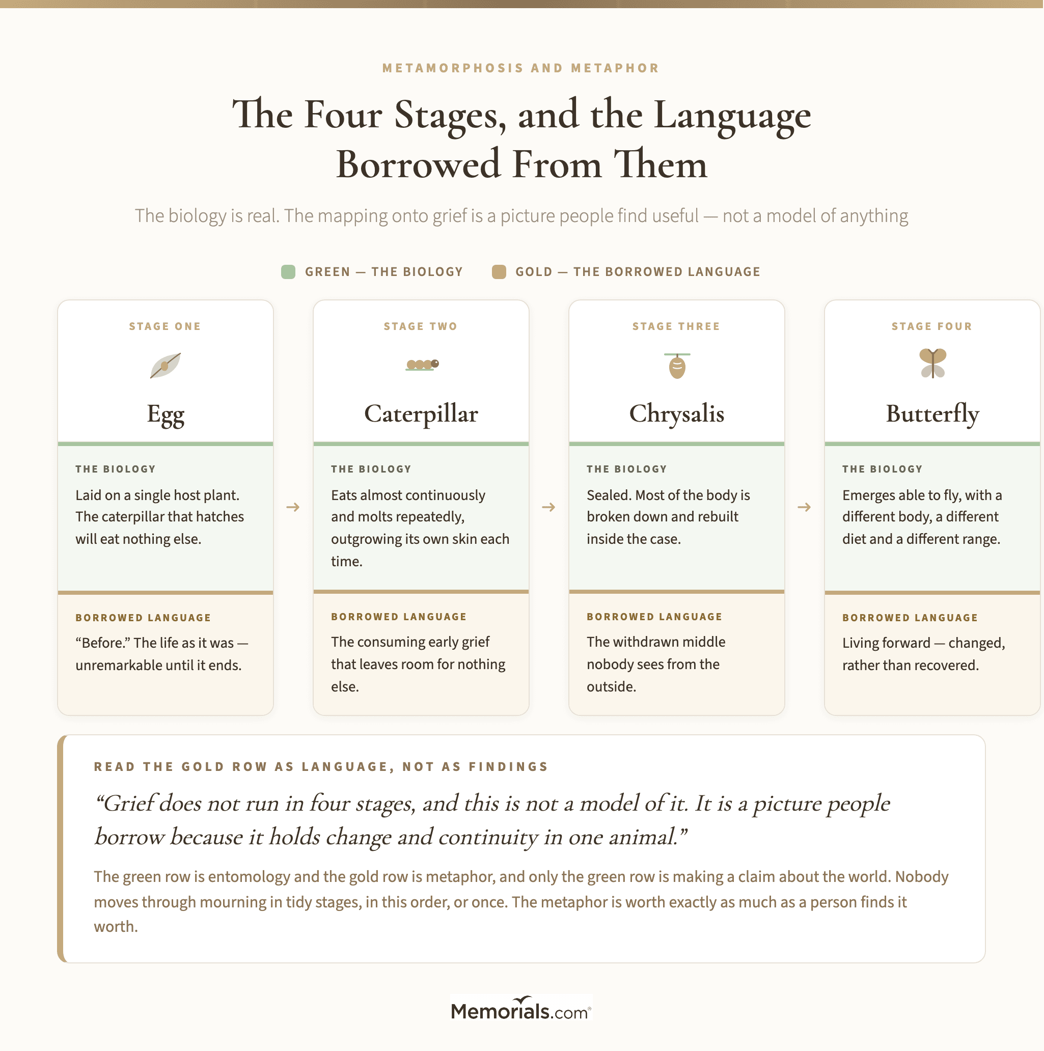 the four stages of metamorphosis and the grief language each one gets borrowed for