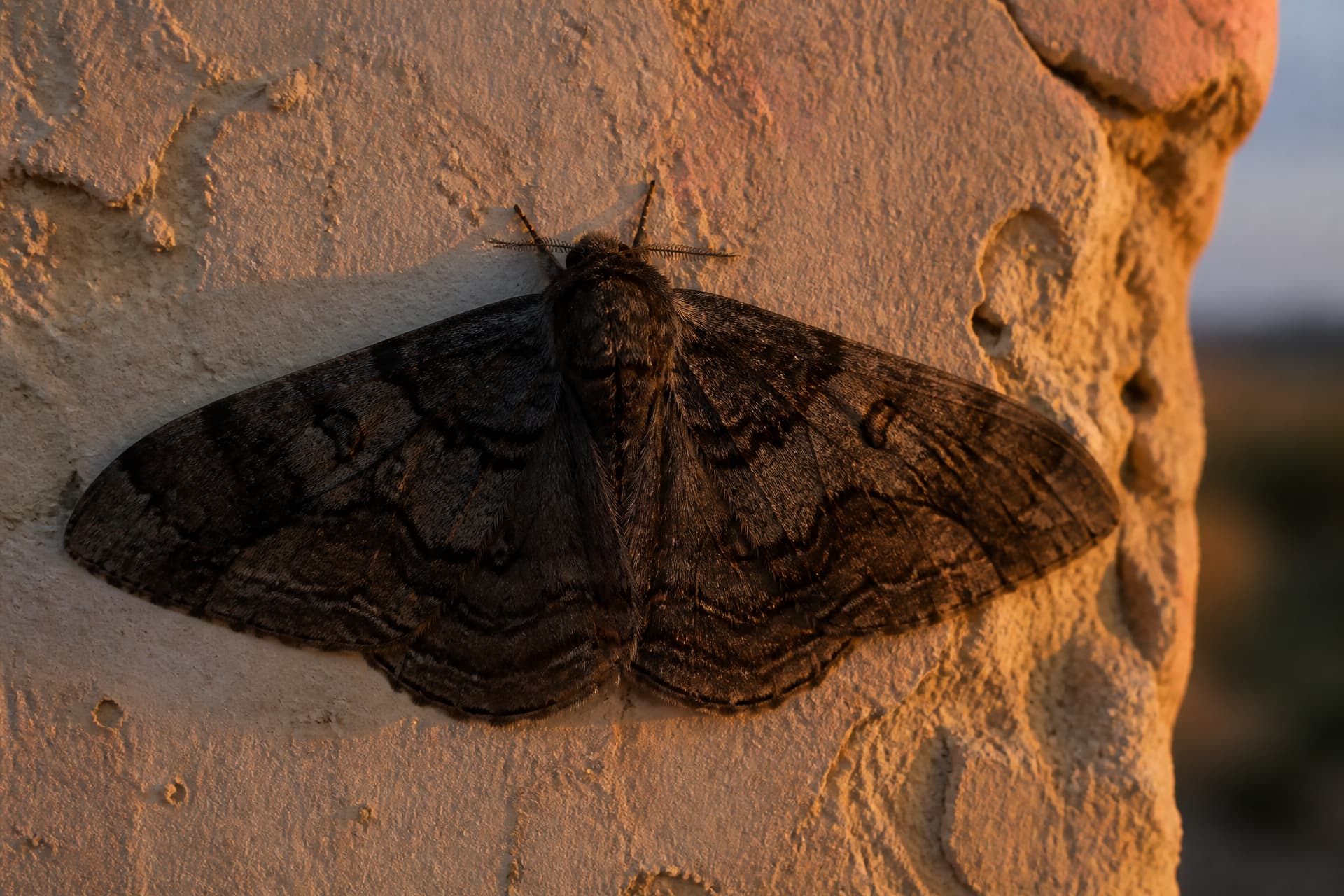 A single large dark moth with mottled brown and gray wings resting flat against a pale weathered adobe wall at dusk