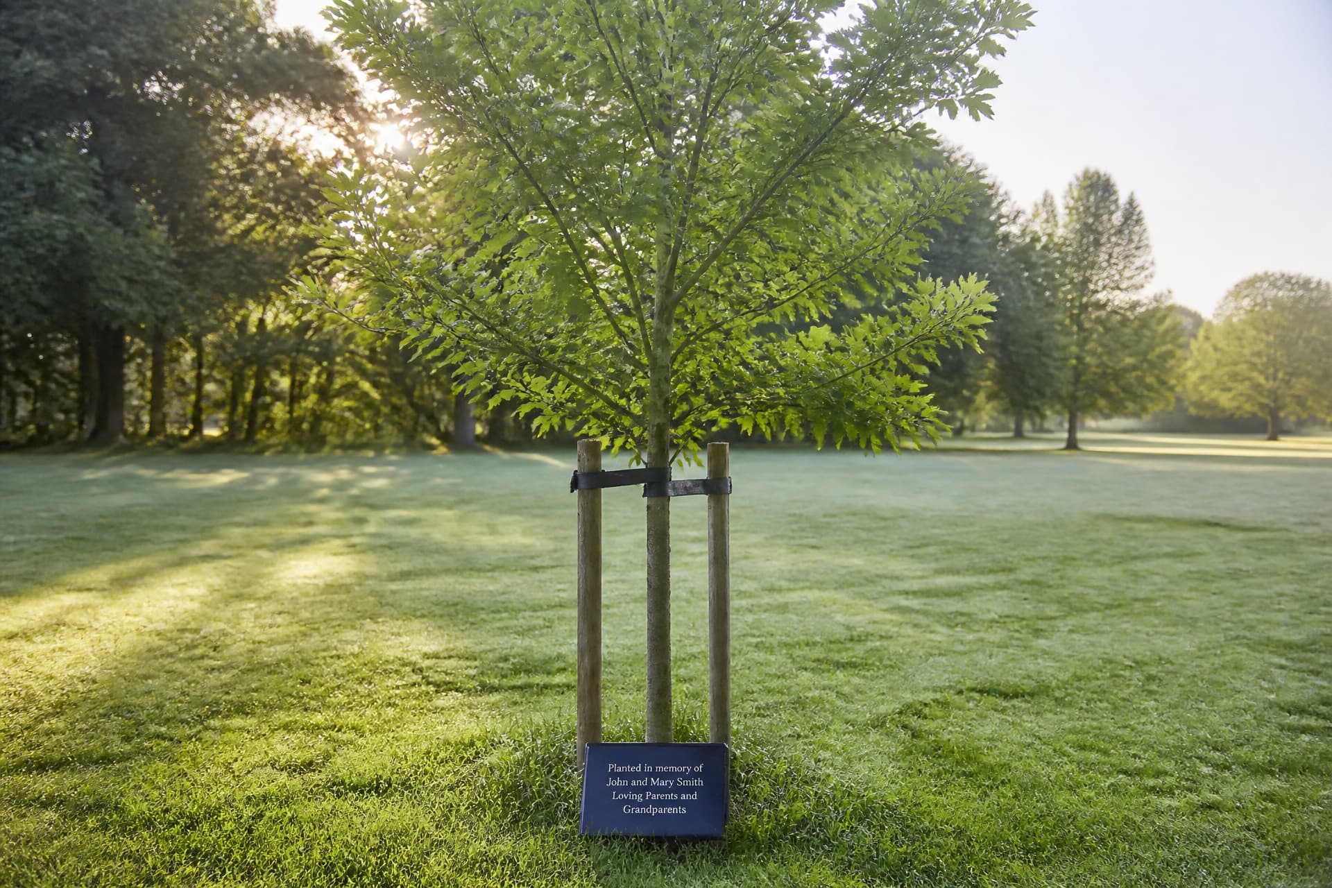 A young staked oak tree in mown parkland with a small dark plaque on a low angled stand in the grass at its base, morning light coming through the leaves