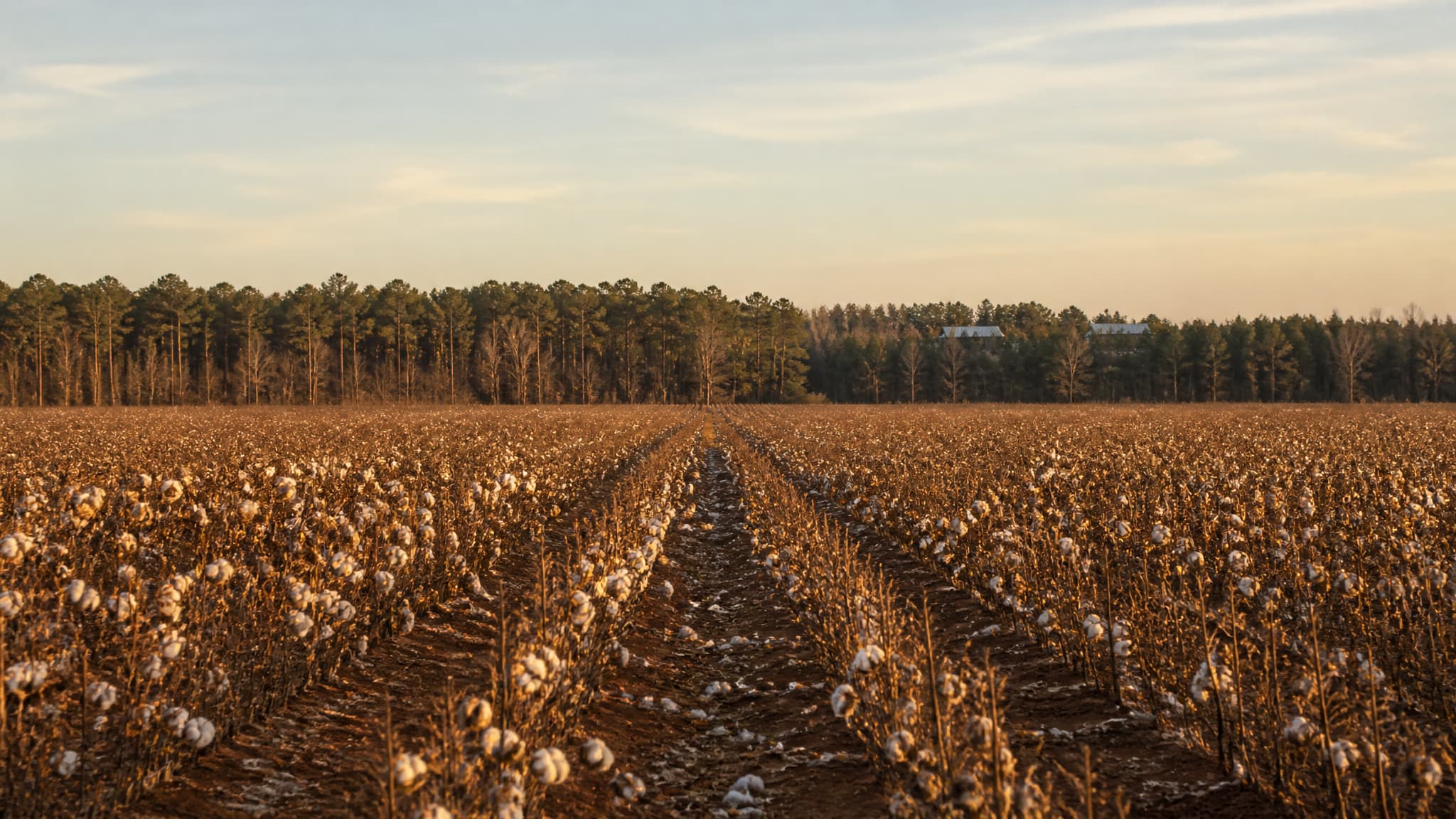 An unpicked late-season cotton field at golden hour, rows of open white bolls on dry brown stalks running away over red-brown soil to a treeline of pine and bare hardwood, with a metal farm roof showing above the trees