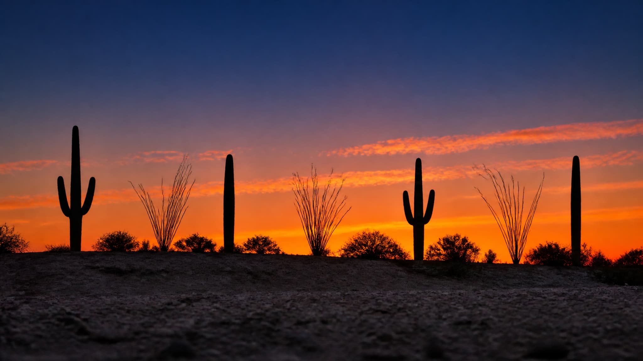 Sonoran desert at dusk, seen from low on the valley floor: four saguaro cacti and a few ocotillo silhouetted black along a low ridge, the sky behind them burning orange and fading to deep blue overhead, with no buildings, roads or lettering in the frame