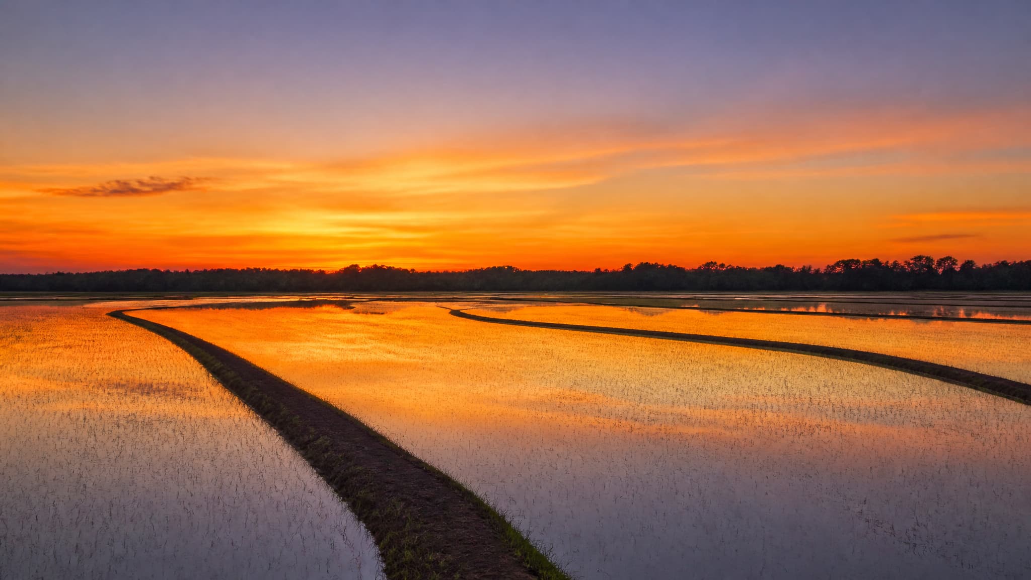 A flooded Arkansas Delta rice field at sunset, low earth levees dividing the still water into shining panels, a dark line of trees along the far edge and the orange sky repeated in the water