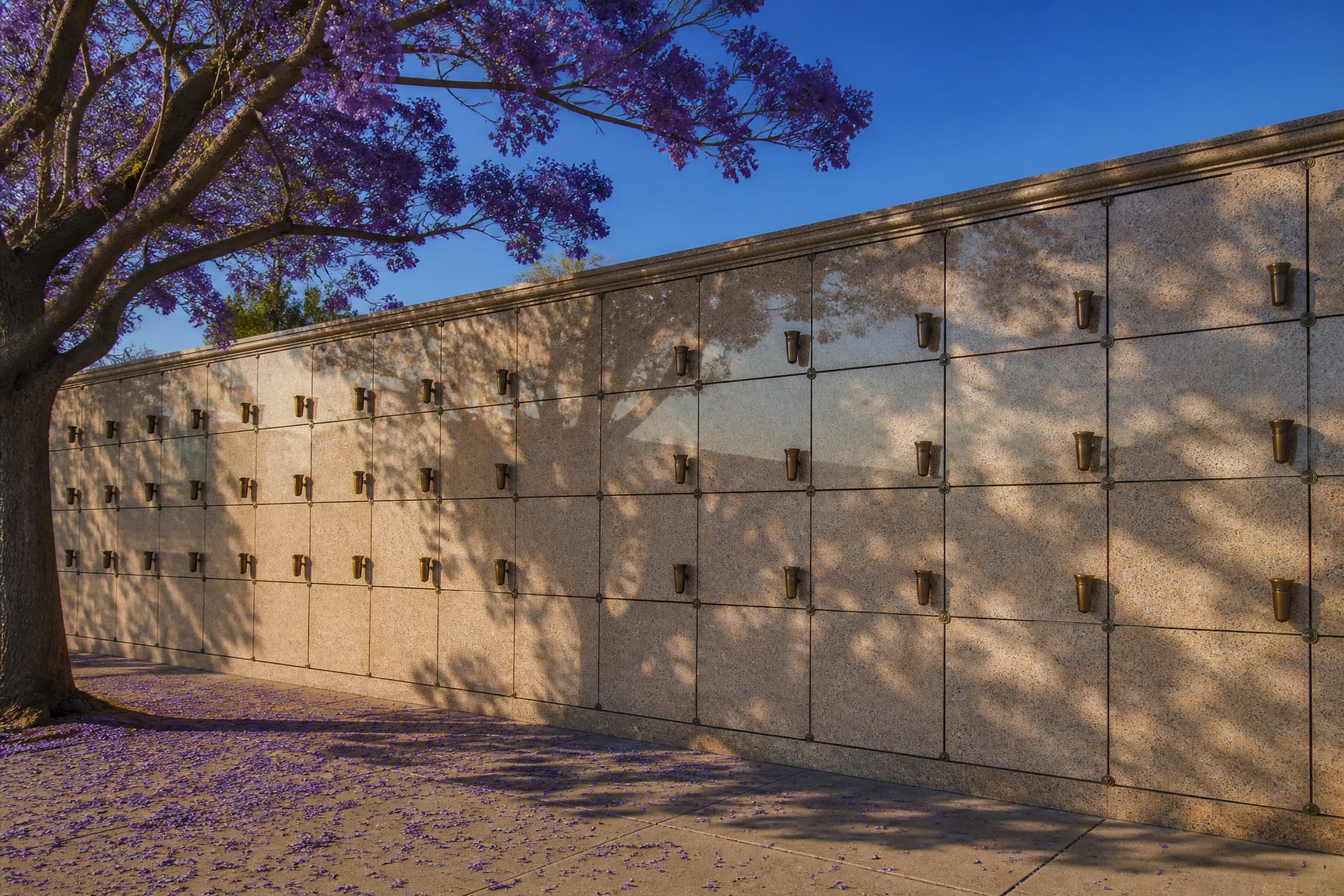 An outdoor columbarium wall of polished granite niches in a California cemetery in late afternoon light, with a blooming jacaranda arching overhead and purple petals on the walkway below
