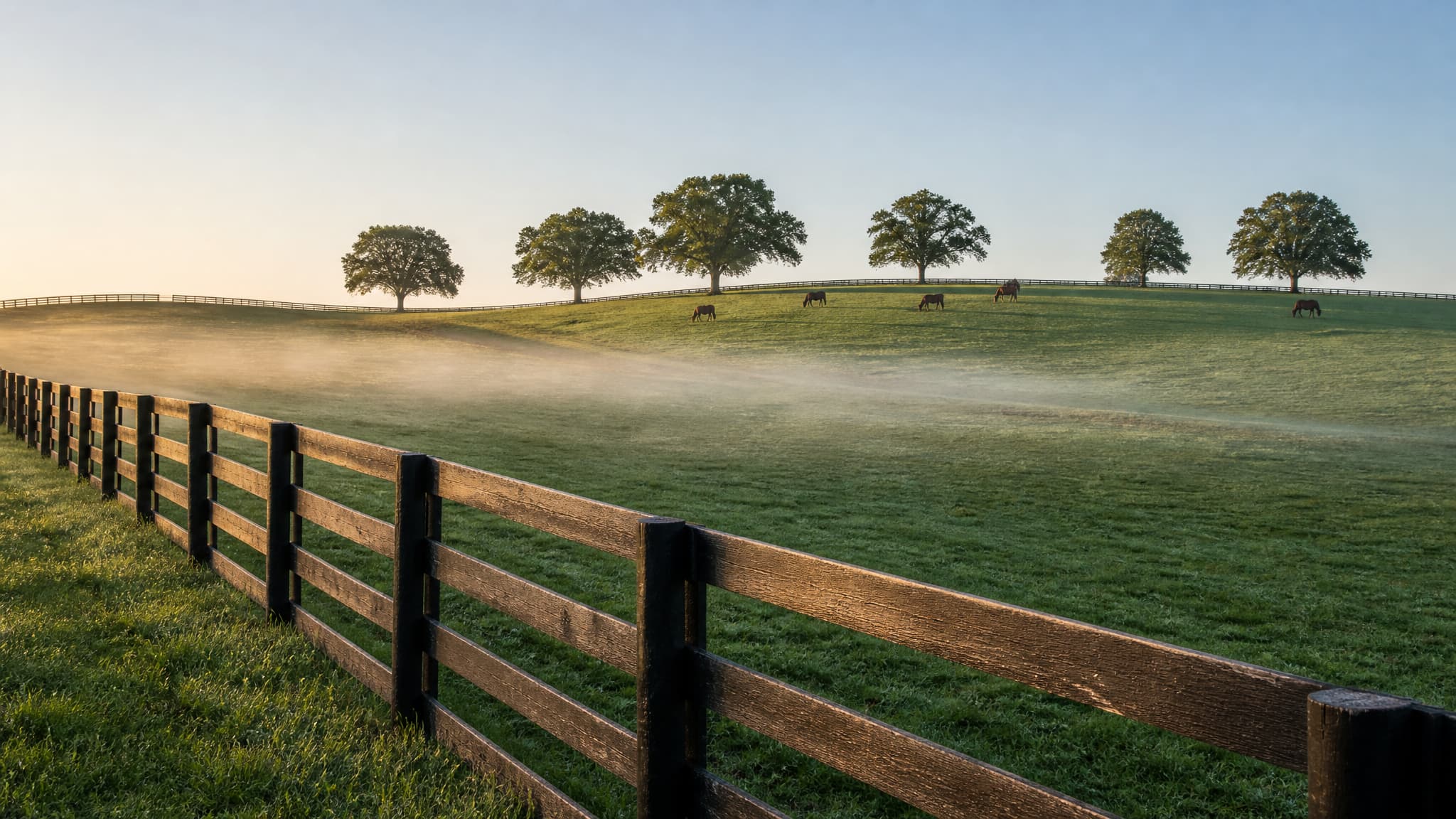 Kentucky bluegrass horse country soon after sunrise โ a dark four-rail plank fence curving away over rolling green pasture, six mature oaks spaced along the crest, thoroughbreds grazing beyond a low band of mist