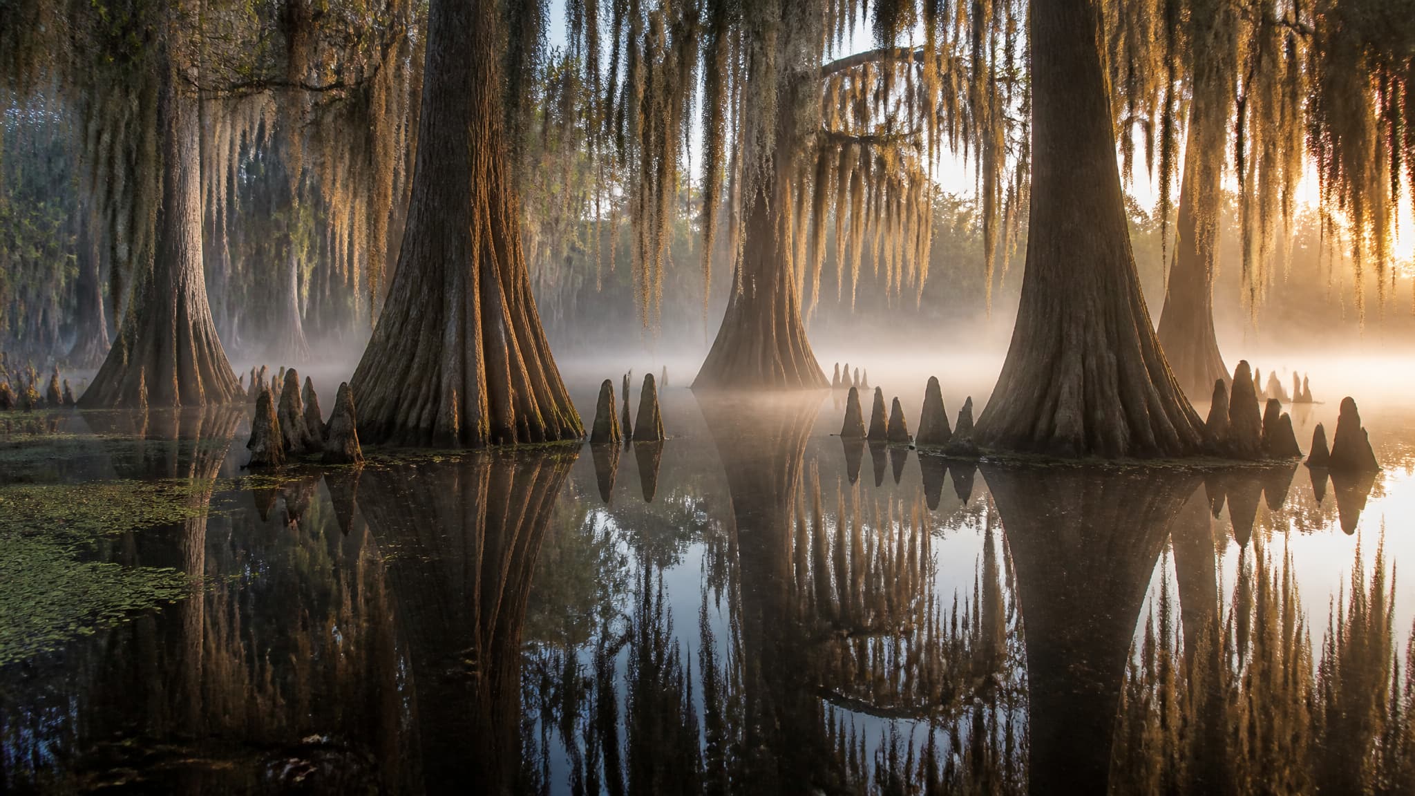 A Louisiana cypress swamp at sunrise, bald cypress trunks and their knees standing in still black water that mirrors them, Spanish moss hanging from the branches, and a low band of mist between the trees