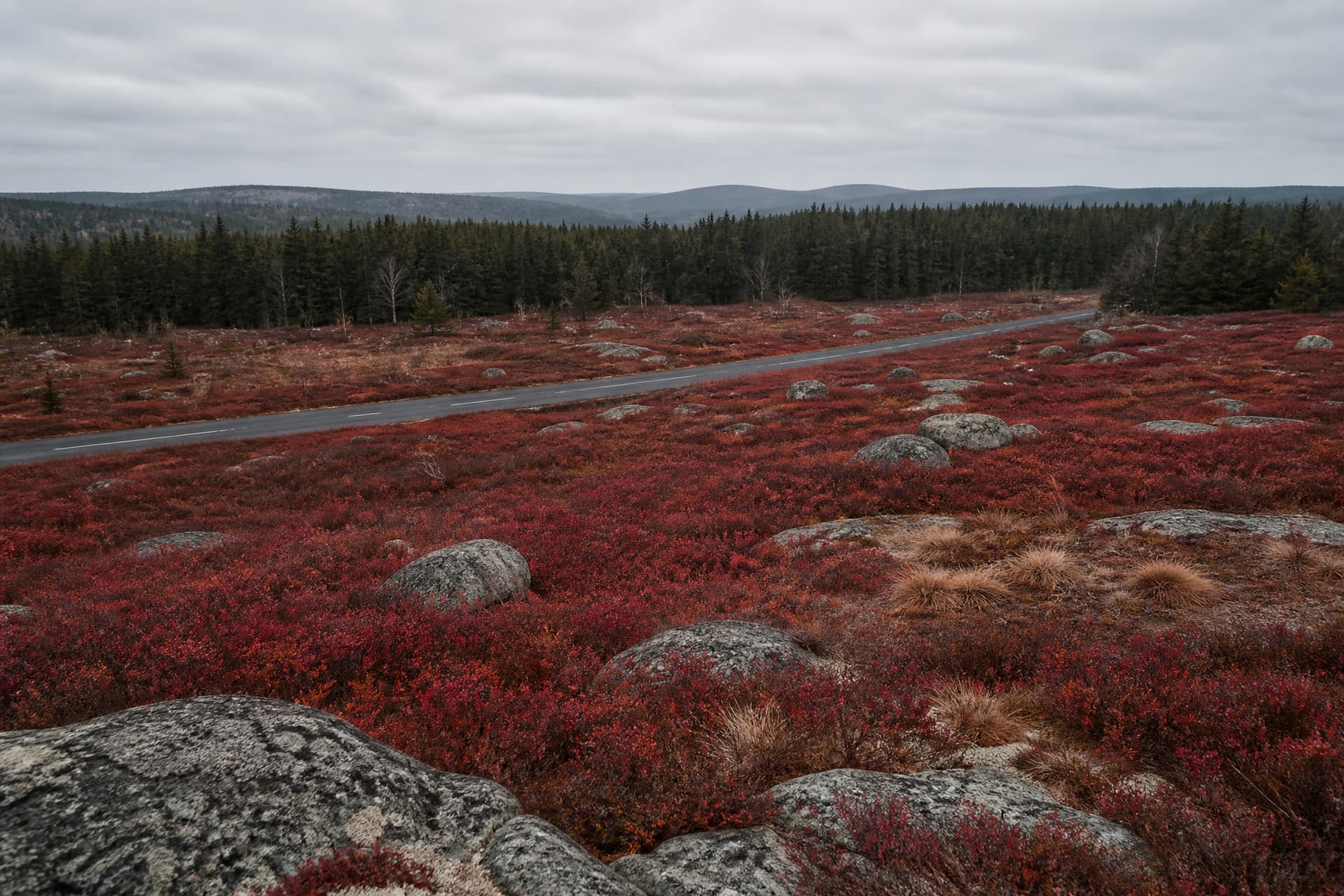 Washington County blueberry barrens in late October seen from a granite outcrop, the low bushes turned deep crimson around scattered gray boulders, a narrow two-lane road crossing toward a dark spruce treeline under gray overcast
