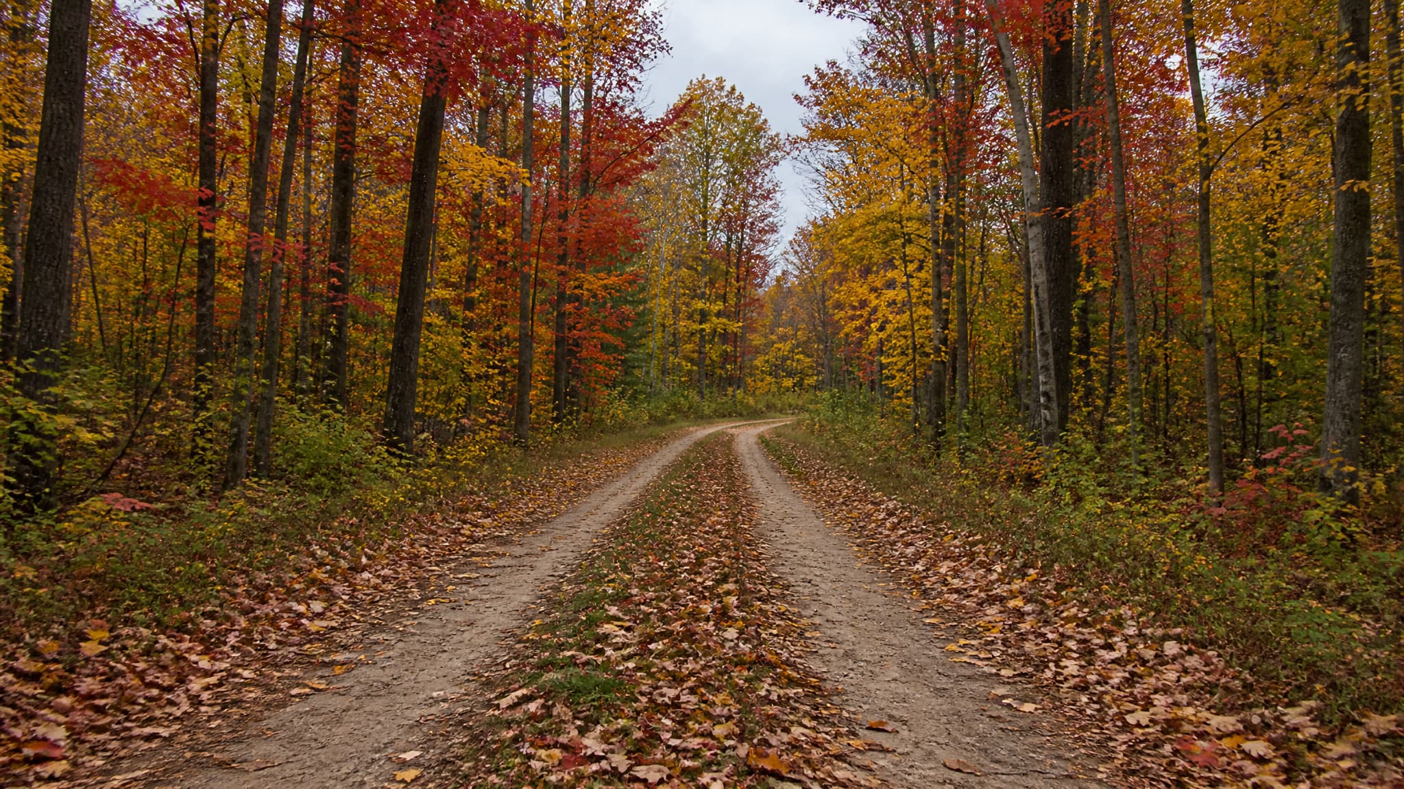 A two-track dirt road curving away through a Michigan hardwood forest in mid-autumn, maples and oaks in deep red and orange on both sides and fallen leaves thick across the grass strip between the wheel ruts