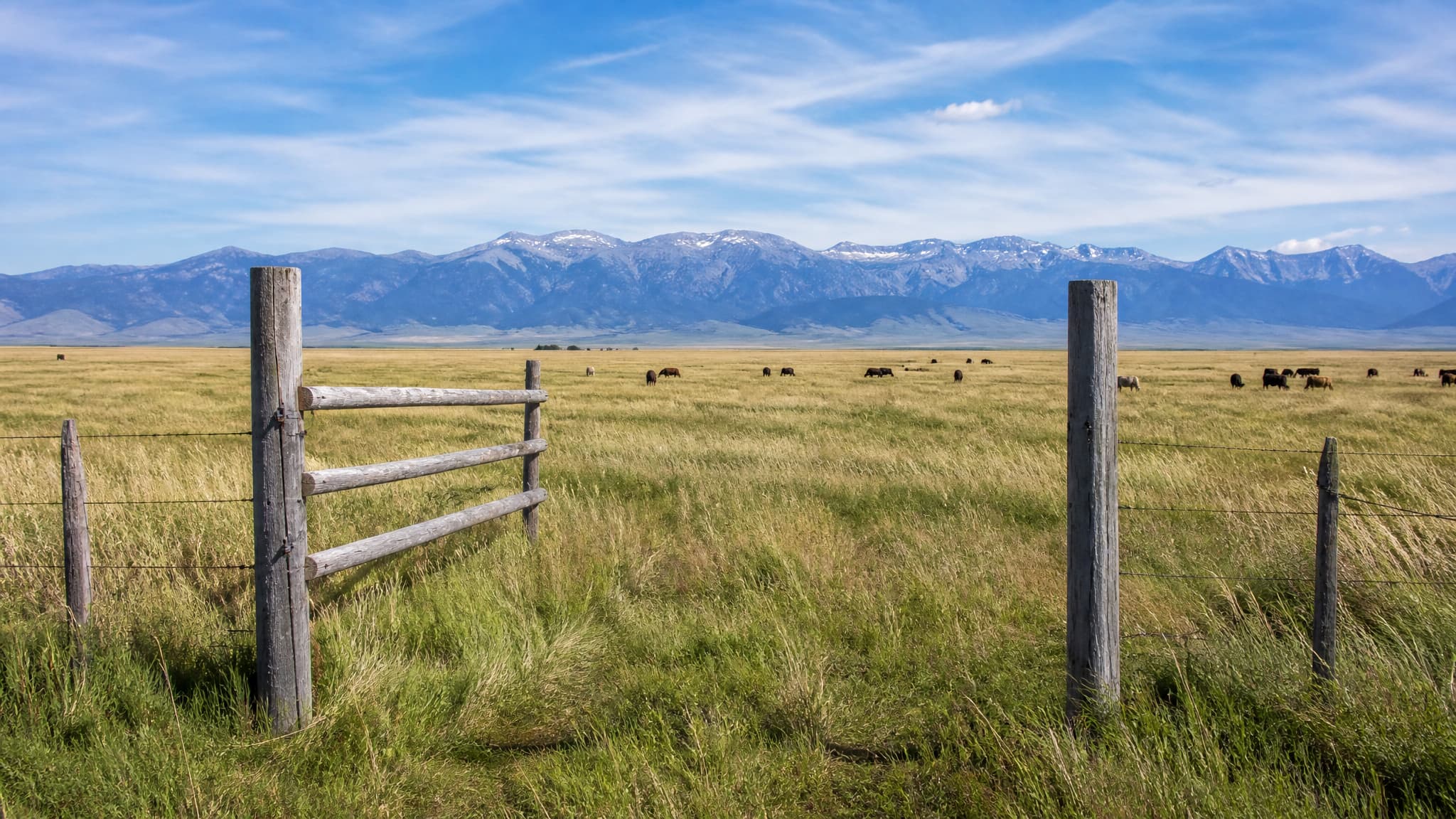 A weathered lodgepole ranch gate standing open in a barbed wire fence on Montana open range, cattle grazing scattered well back across sunlit bunchgrass, and a blue snow-streaked mountain front along the horizon under a wide sky