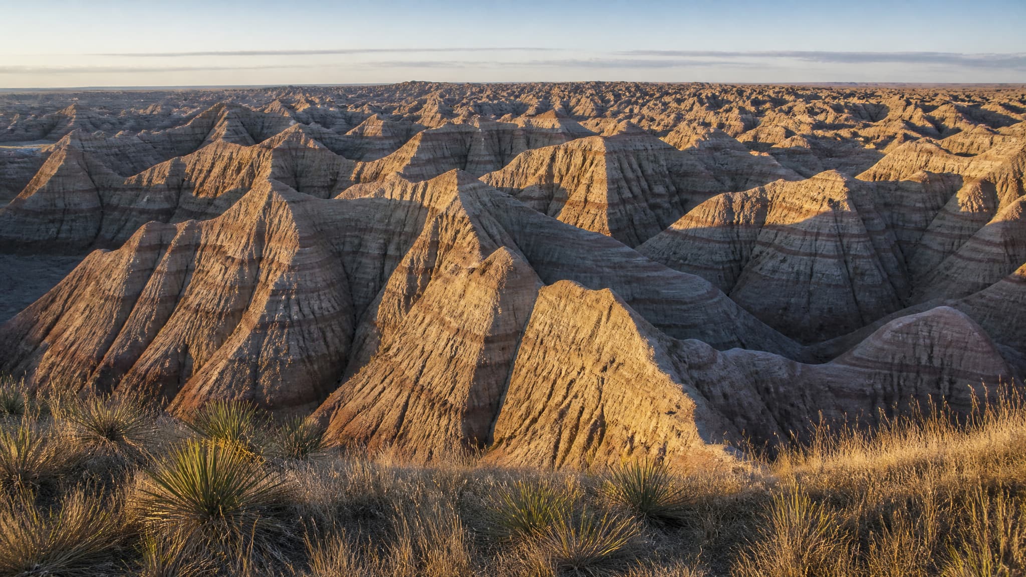 South Dakota Badlands at sunrise: banded gray, tan and rose eroded spires and gullies filling the frame, with dry prairie bunchgrass and yucca on the flat rim in the foreground