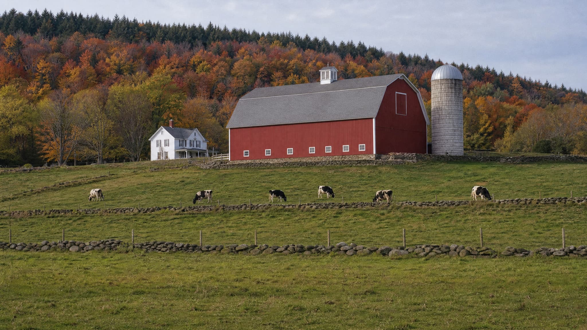 A Vermont hillside dairy farm in mid-autumn โ a long red gambrel barn, a concrete silo and a white farmhouse on the rise, cows grazing on fieldstone-walled pasture terraces, and a hardwood ridge behind in full color