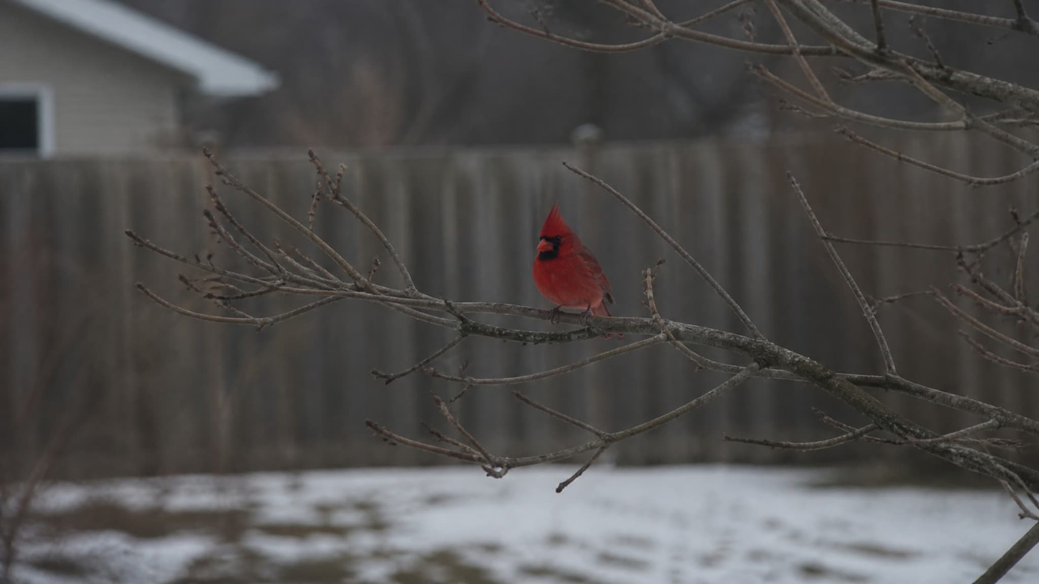 A male northern cardinal perched on a bare branch in a suburban yard under soft overcast winter light