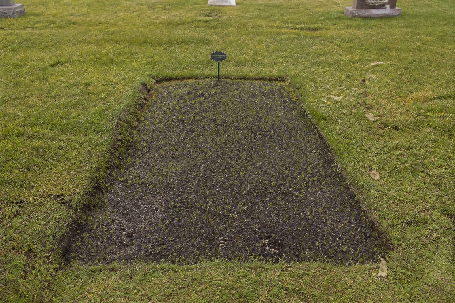 A recent grave in a cemetery lawn where the backfilled ground has settled into a shallow rectangular depression several inches below the surrounding turf, new grass seed germinating in thin patches and a small temporary metal marker at the head