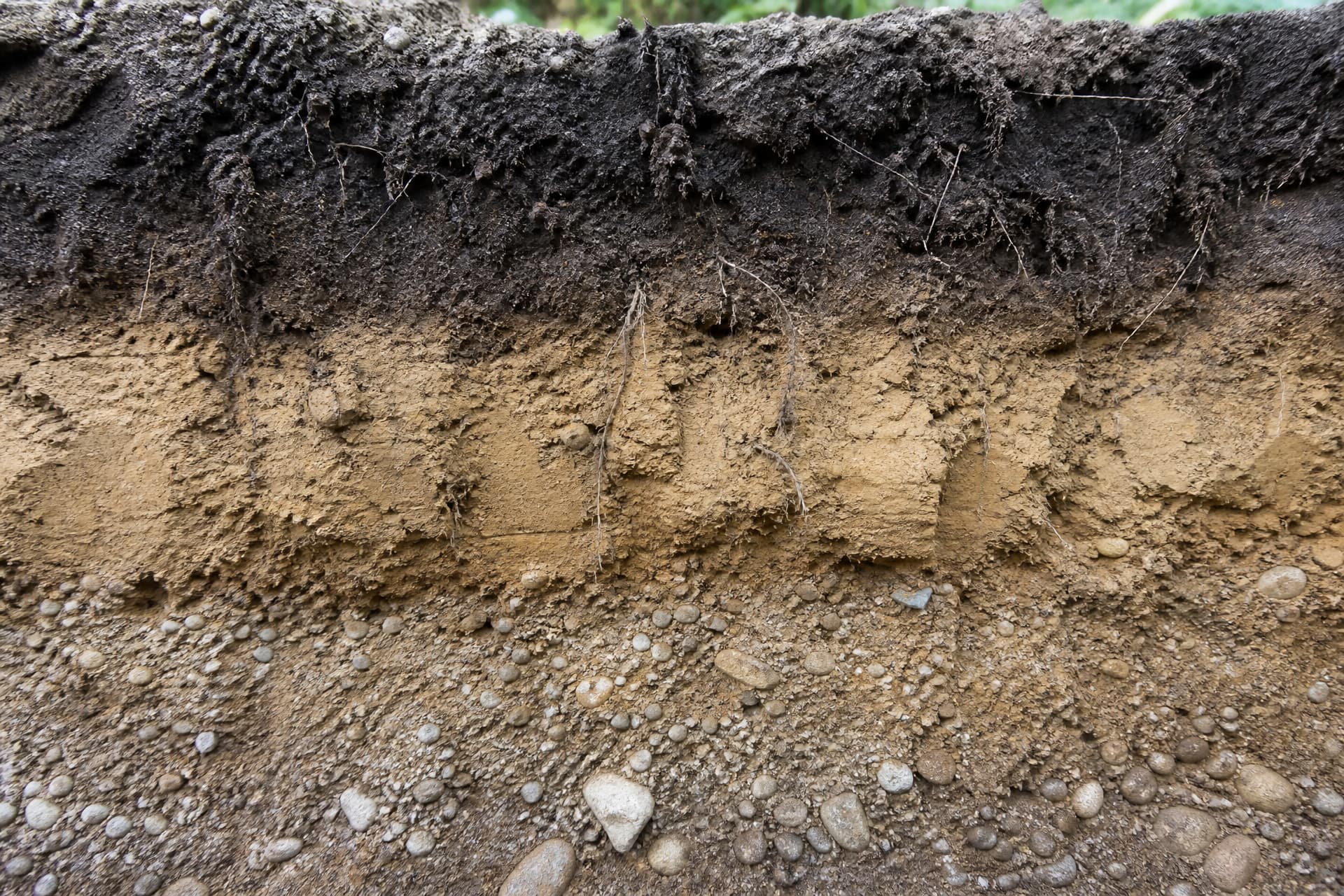 A cross-section of soil exposed in a freshly dug trench wall showing dark topsoil above a paler clay band and gravelly subsoil below, with fine tree roots threading through the upper layers