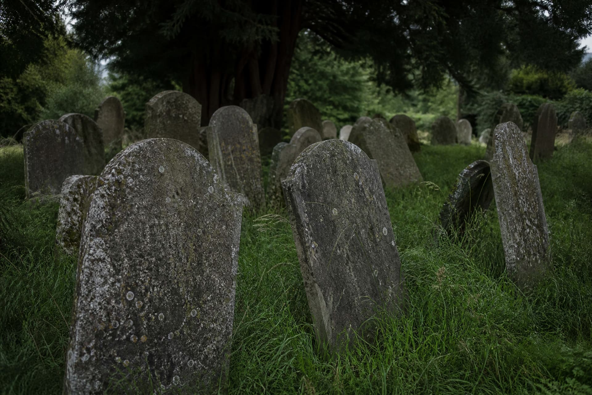 The oldest section of a cemetery with weathered limestone headstones leaning at slight angles, their surfaces worn smooth and mottled with lichen, long grass around their bases and an old yew tree behind