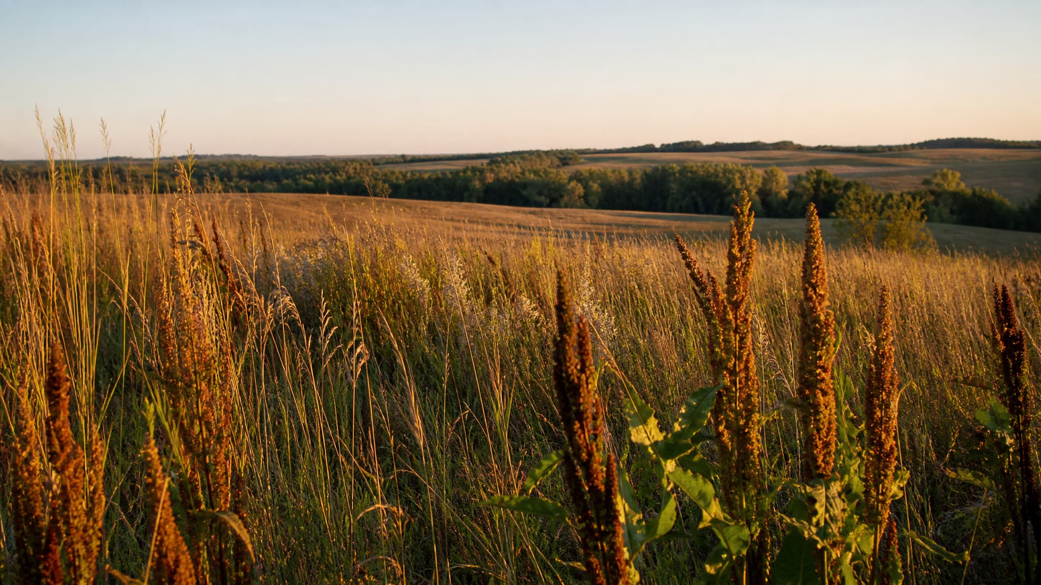 An Iowa tallgrass prairie remnant in late afternoon light, big bluestem and prairie dock standing tall in the foreground, gently rolling farmland and a distant treeline behind under a clear pale sky
