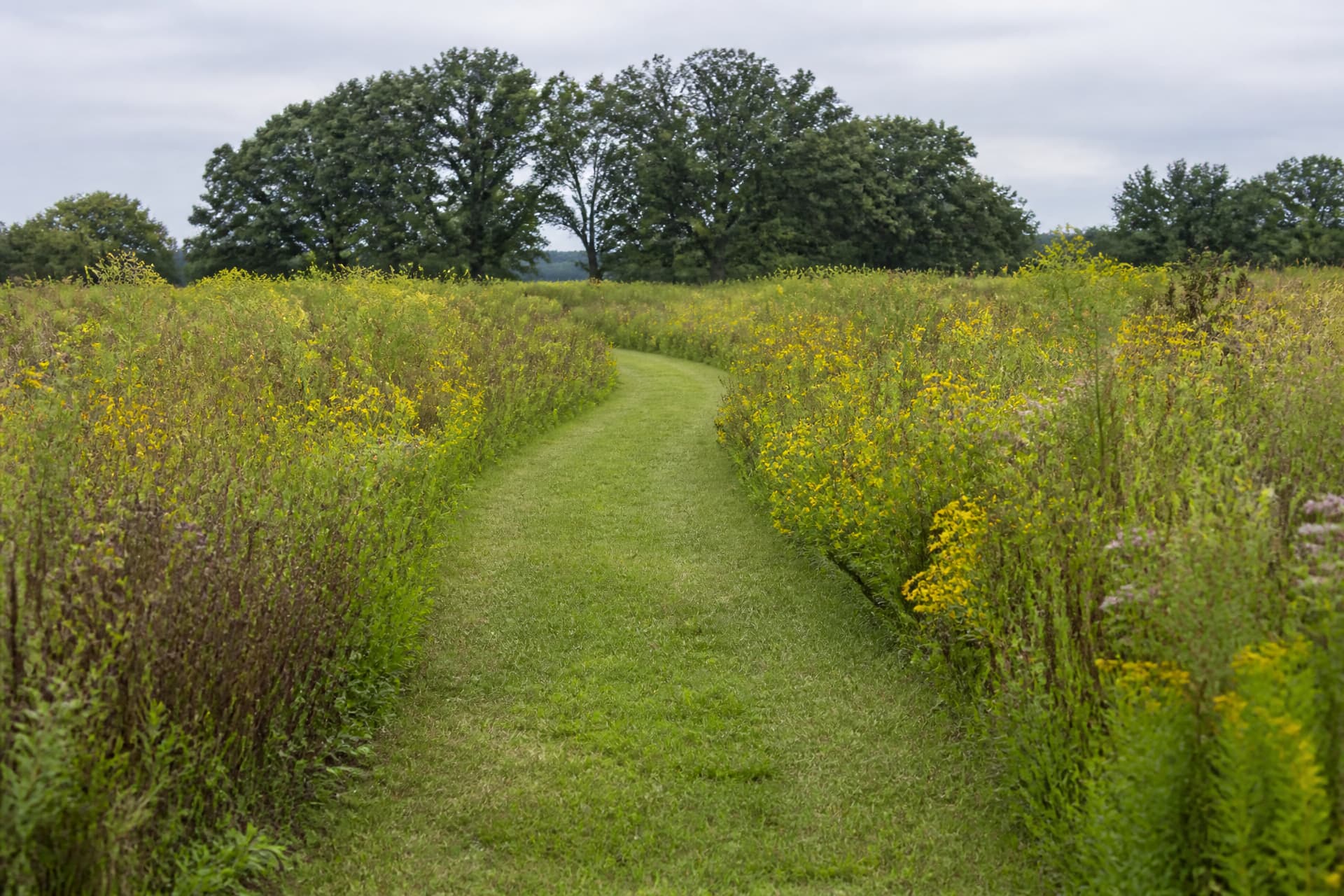 A narrow mown grass path winding between tall prairie plantings toward a line of oaks, wide enough for people to walk two abreast, with no vehicle track and no buildings in sight, under soft overcast daylight