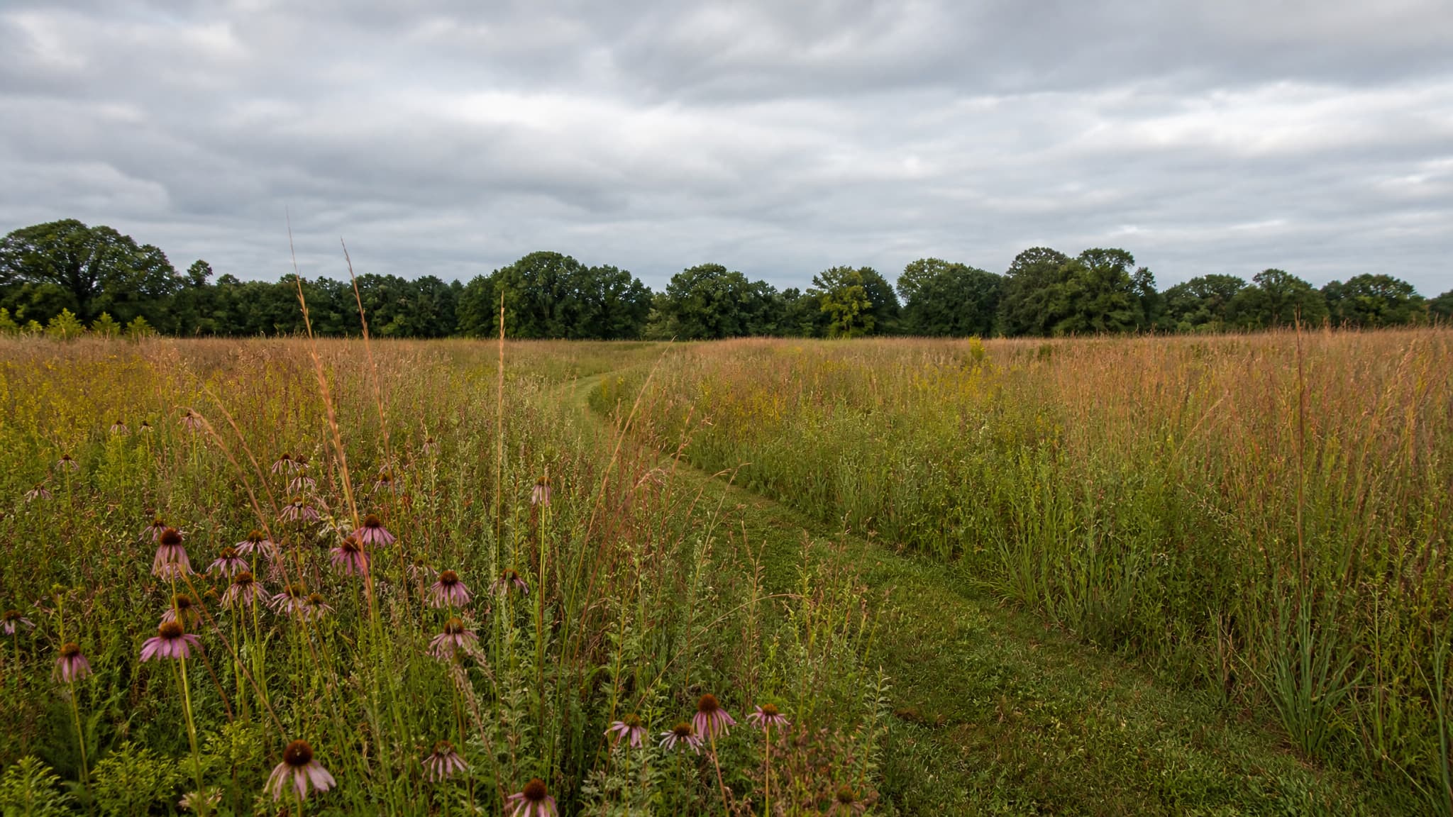 A restored tallgrass prairie in late summer under a wide overcast sky, native grasses and coneflowers shoulder-high in the foreground, a mown footpath curving through and a line of oaks along the far edge