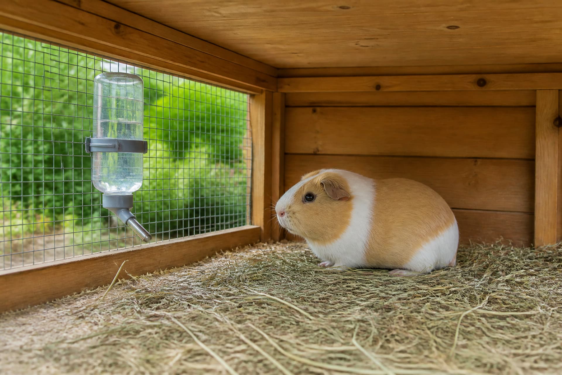 A single guinea pig alone at one end of a large hutch with hay and a water bottle
