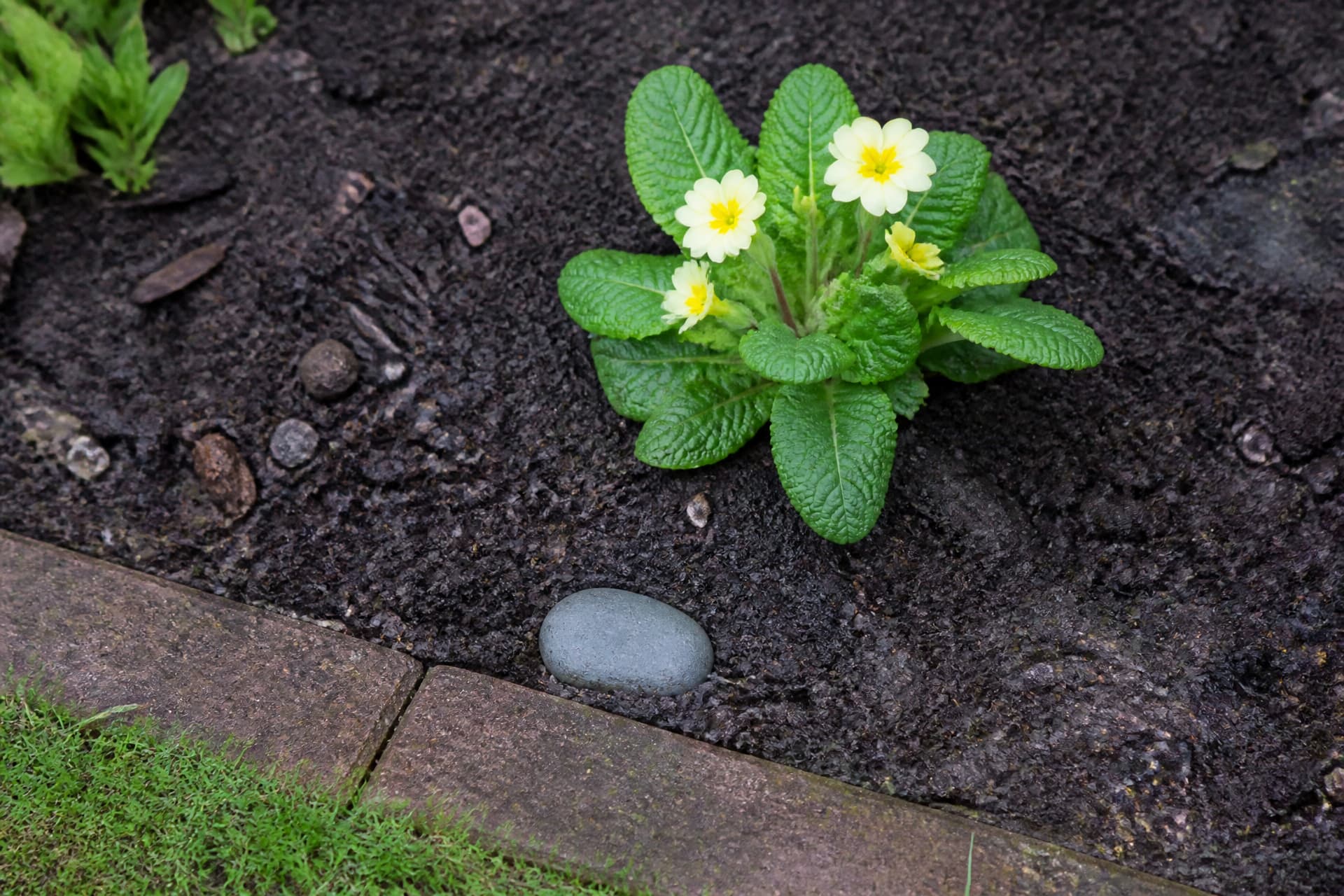 A small smooth stone set into a garden border beside a newly planted primrose