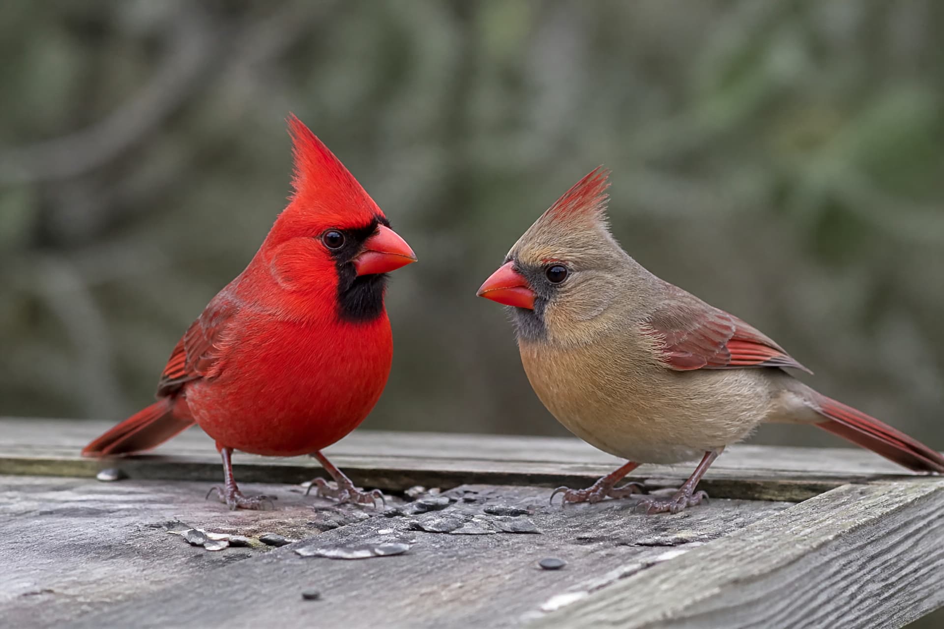 A bright red male cardinal and a warm buff-brown female cardinal together on a wooden platform feeder