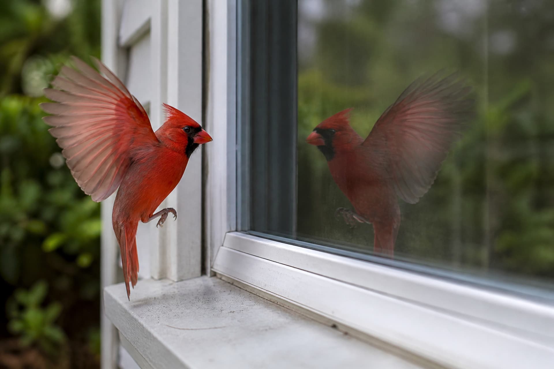 A male cardinal hovering at a ground-floor window with wings spread, facing his own reflection in the glass