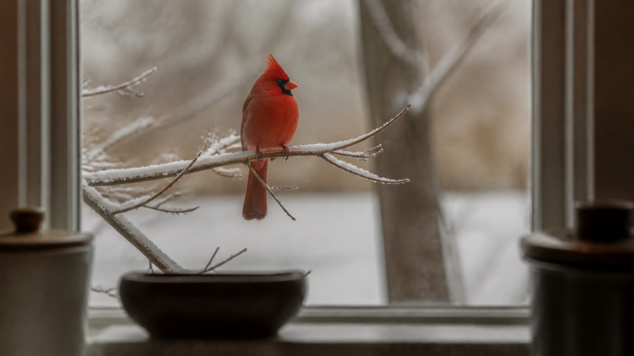 A male northern cardinal on a bare snow-dusted branch, seen from inside through a kitchen window