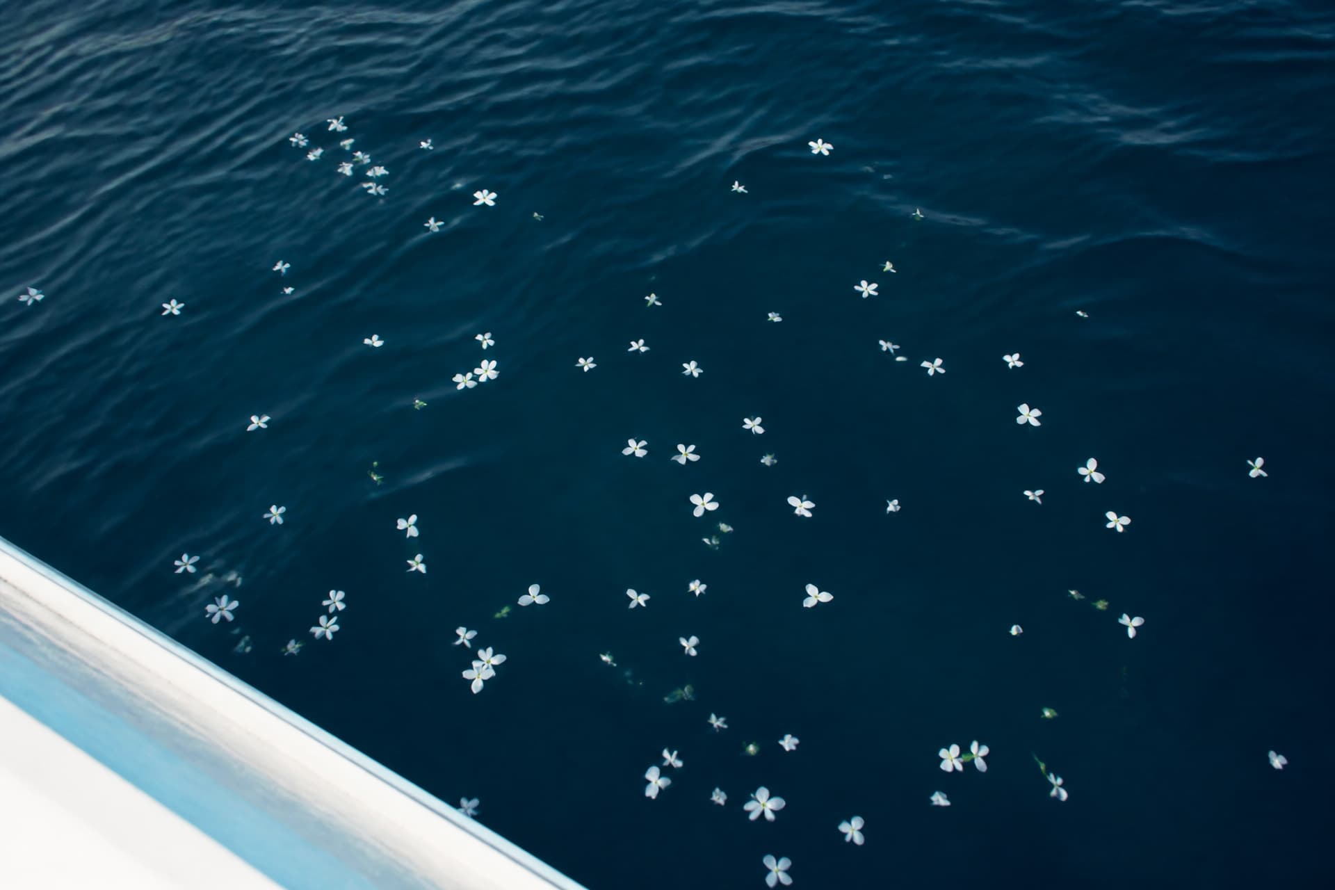 Looking down over the gunwale of a boat into deep blue open ocean well offshore, the water dark and clear with no bottom visible, a scatter of small white flowers floating on the surface in soft morning light