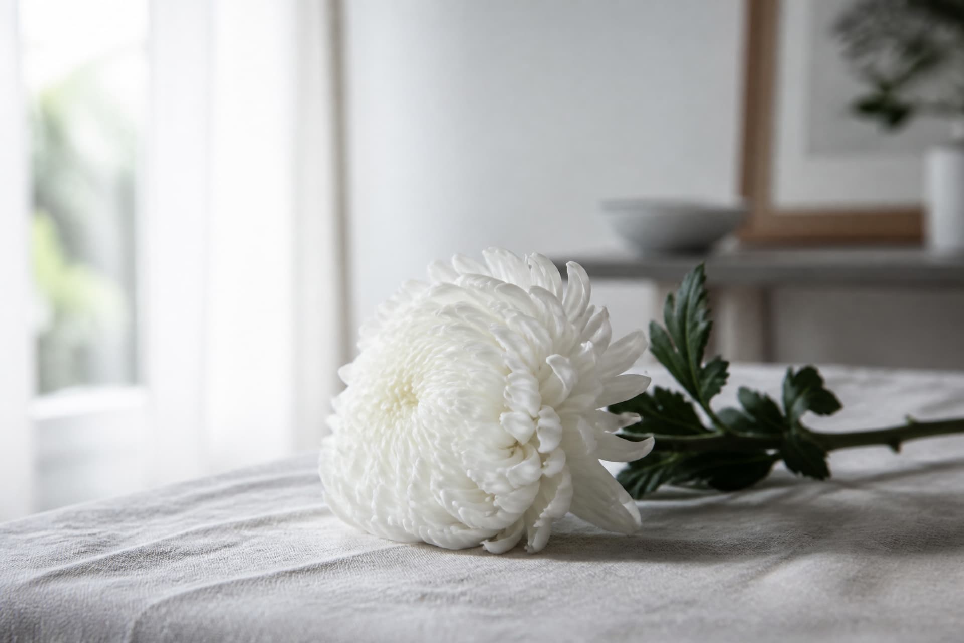 A single white chrysanthemum lying on pale linen on a low table beside a bright window, sharply focused with the rest of the room soft and out of focus behind it