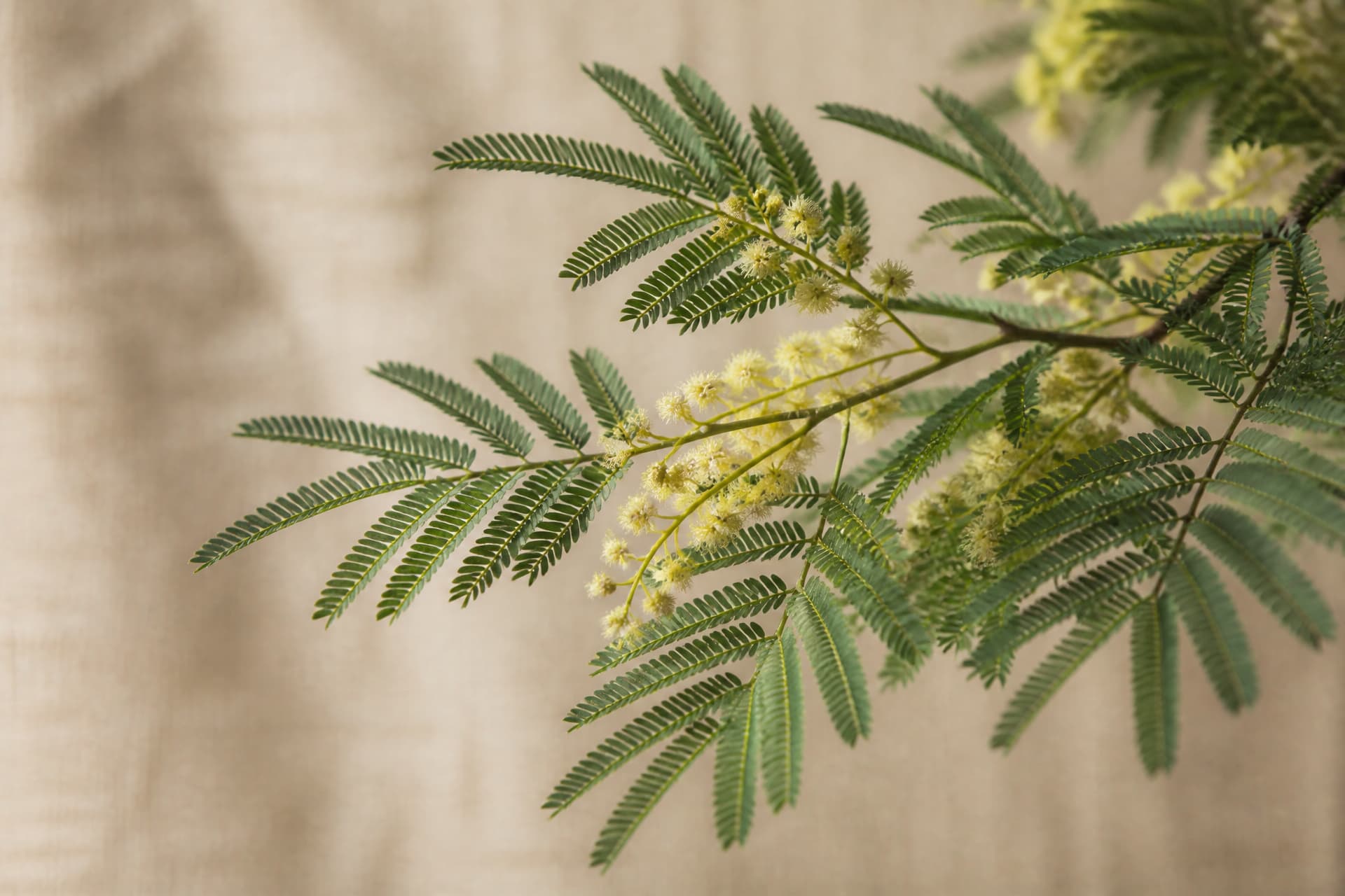 Close-up of an acacia branch with fine feathery leaves and small pale flower clusters against a warm neutral background
