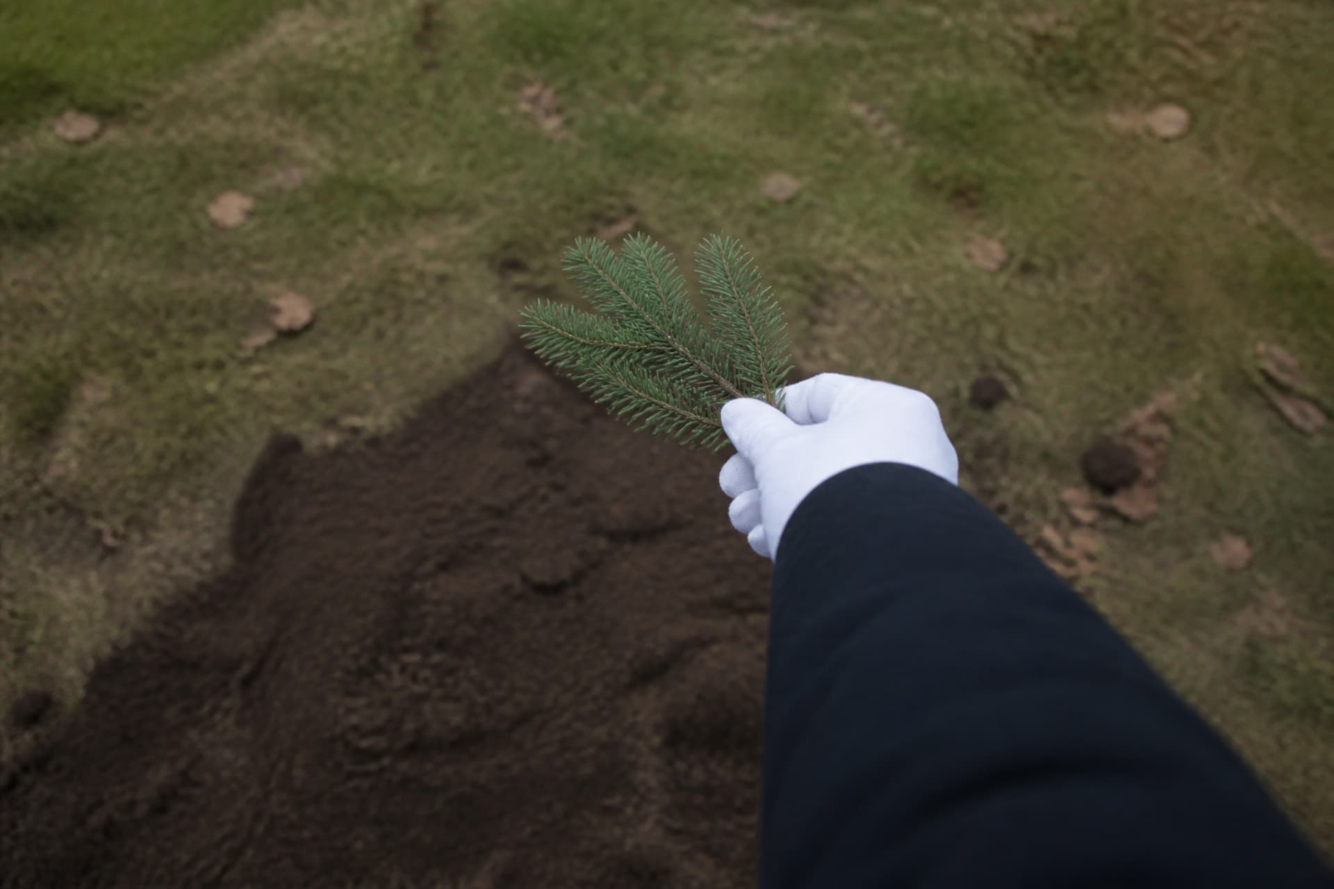 Over-the-shoulder view of a white-gloved hand holding a small green sprig above open ground with cemetery grass out of focus beyond