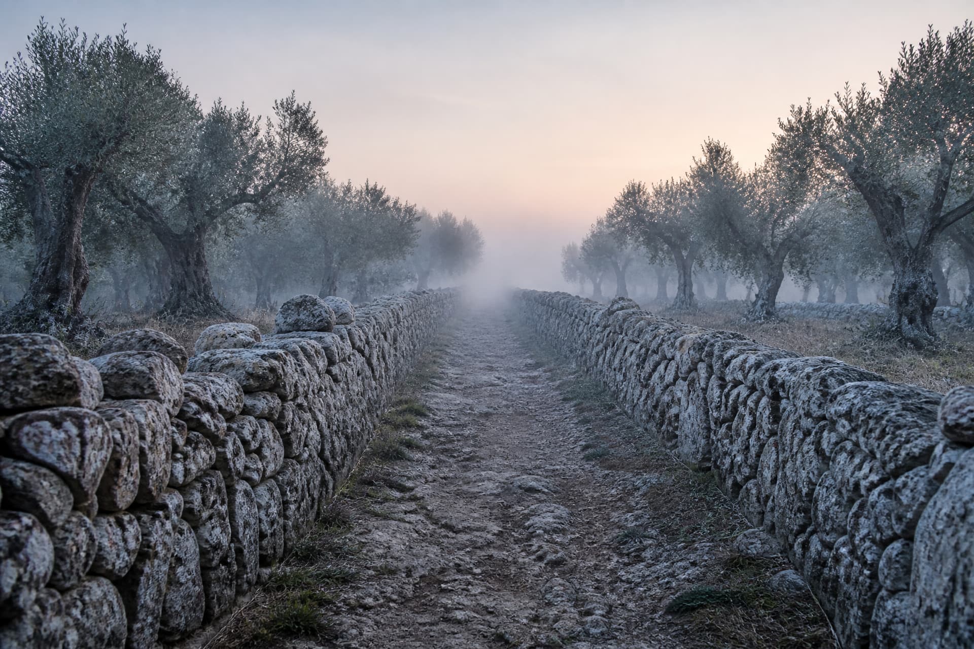 A worn dirt path running between two dry stone walls at first light, leading away from the camera into low mist, olive trees on both sides in cool pale morning light