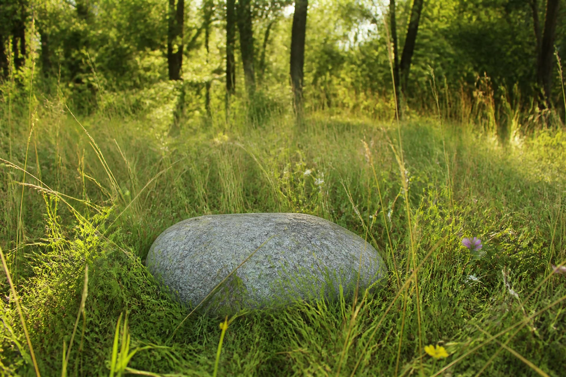 A quiet woodland clearing in soft daylight with long meadow grass and a plain uncarved fieldstone resting among the growth